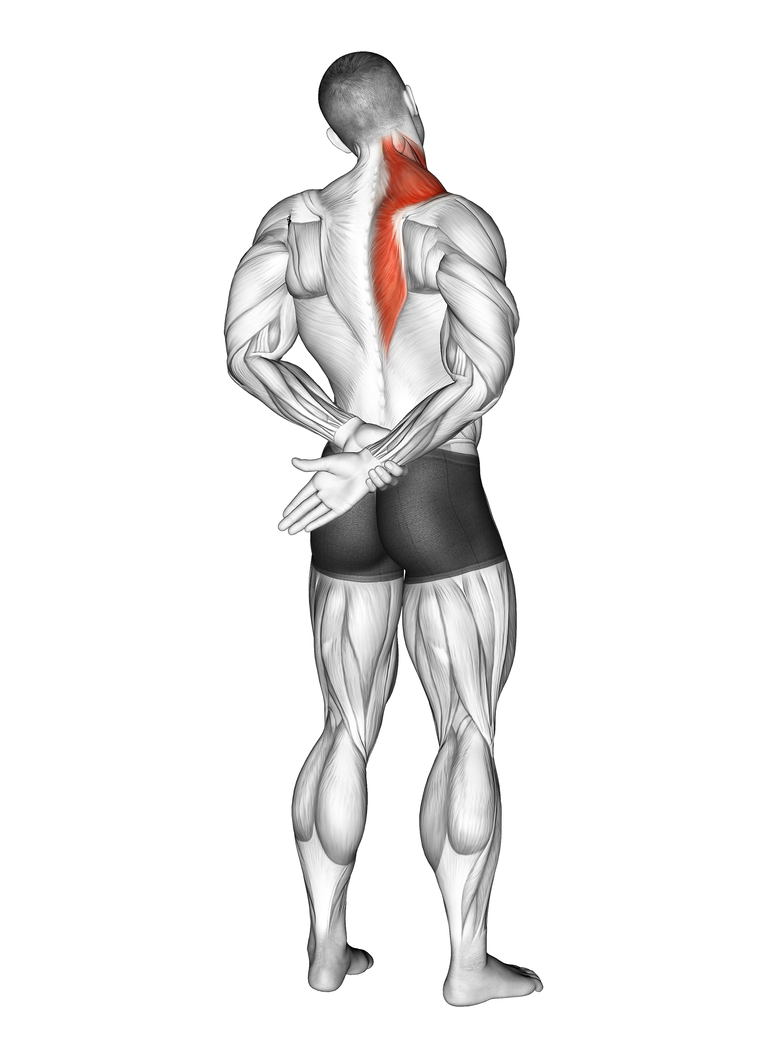 Adduction Of Arm In Back Stretch