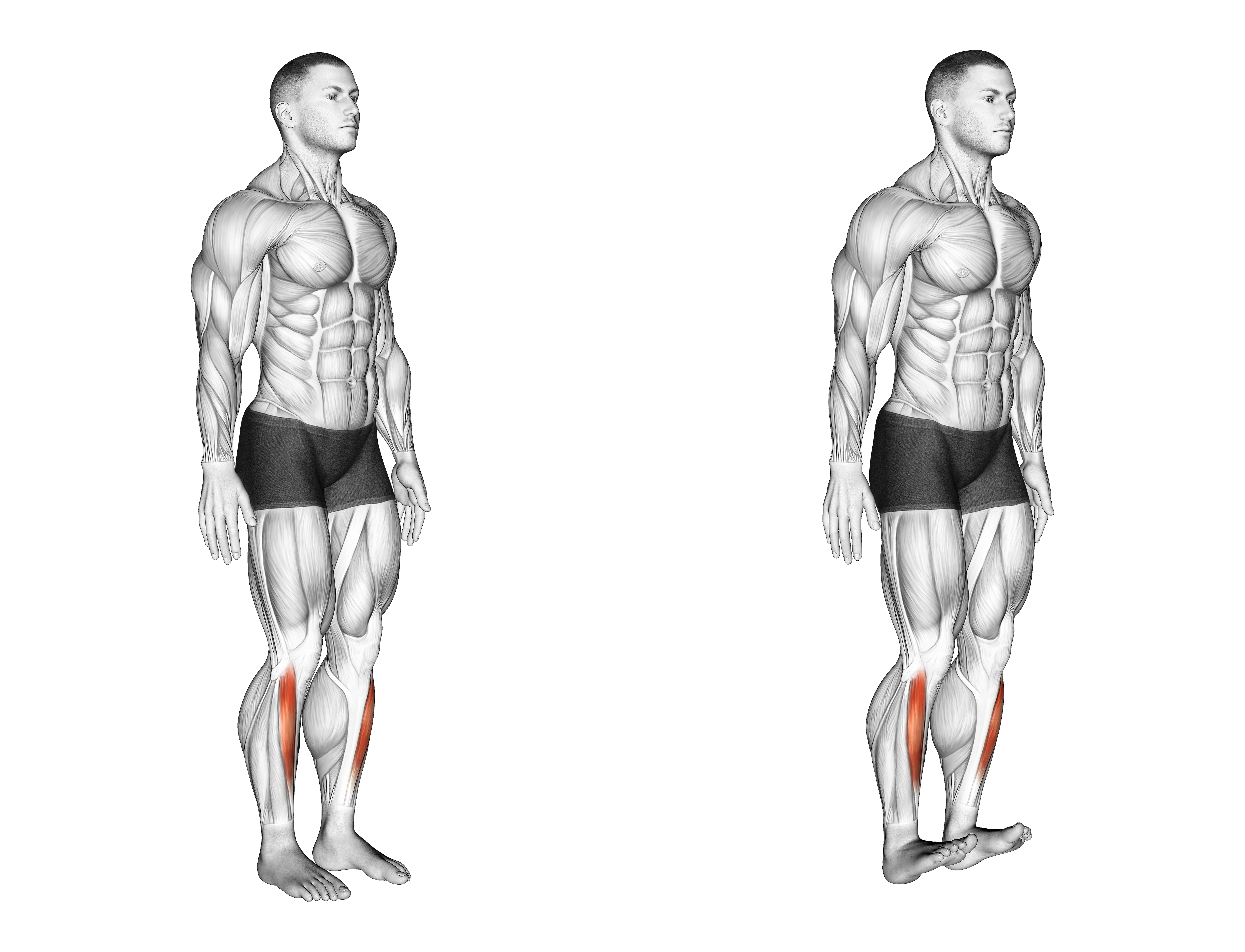 Ankle  Dorsal Flexion