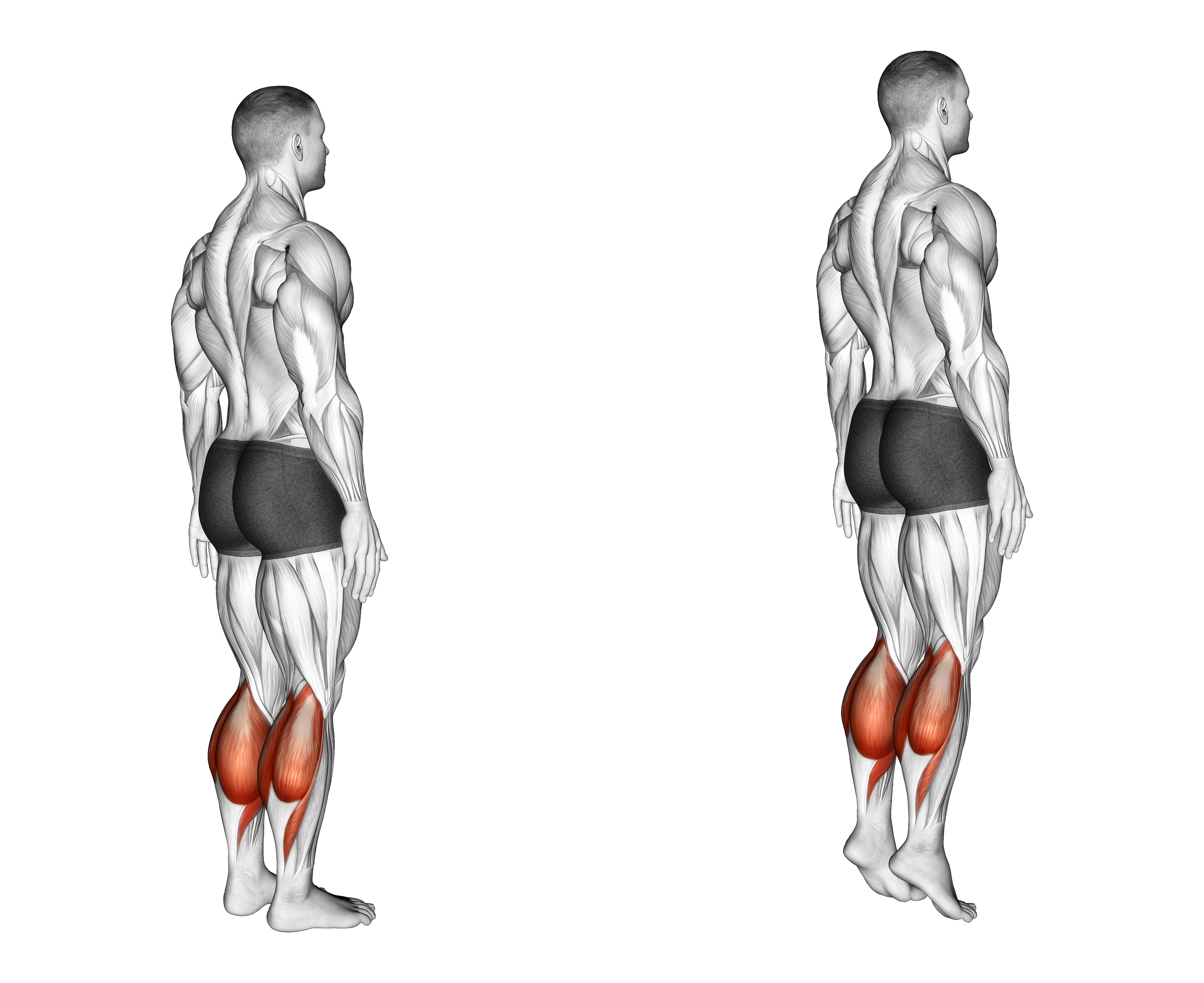 Ankle   Plantar Flexion