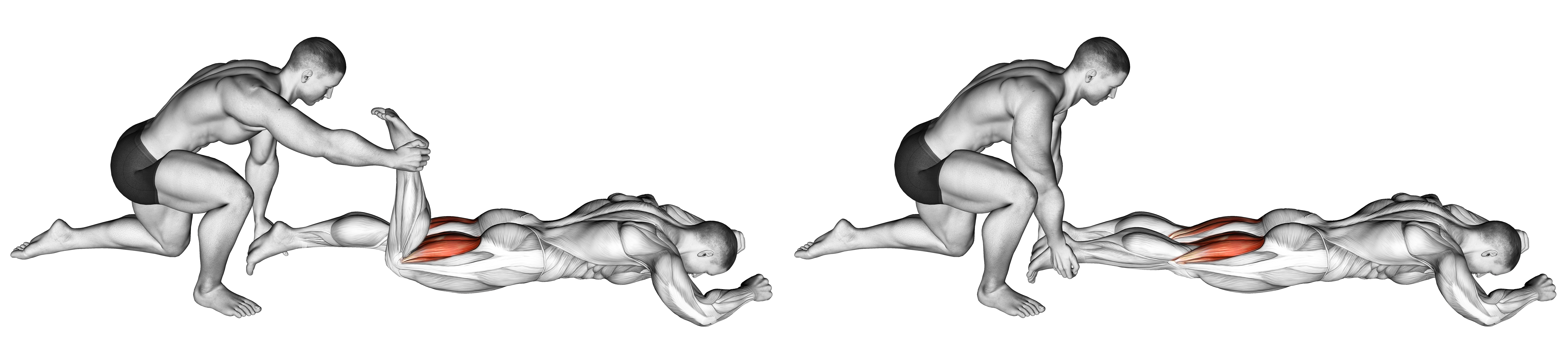 Assisted Prone Hamstring