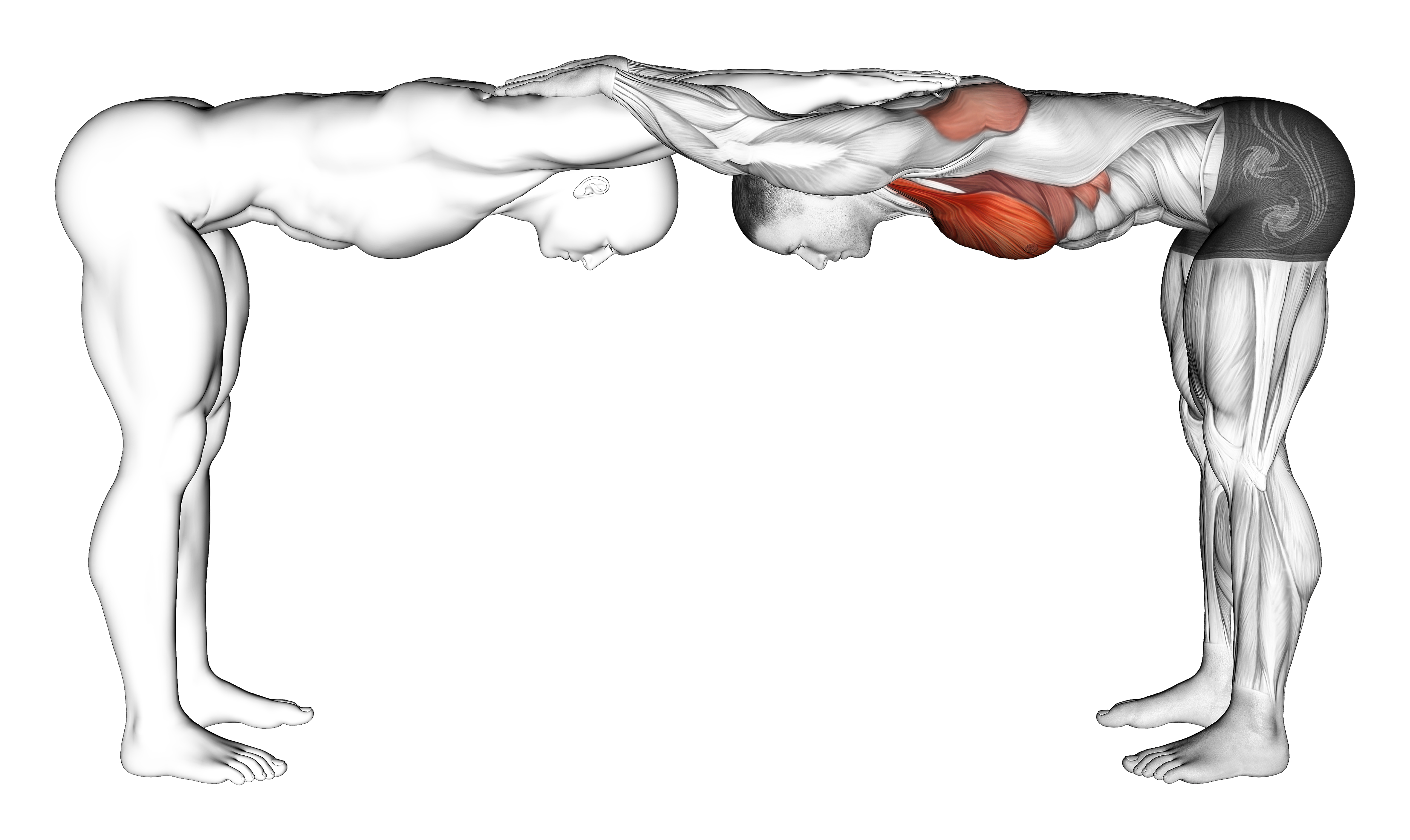 Assisted Trunk Flex Chest Stretch