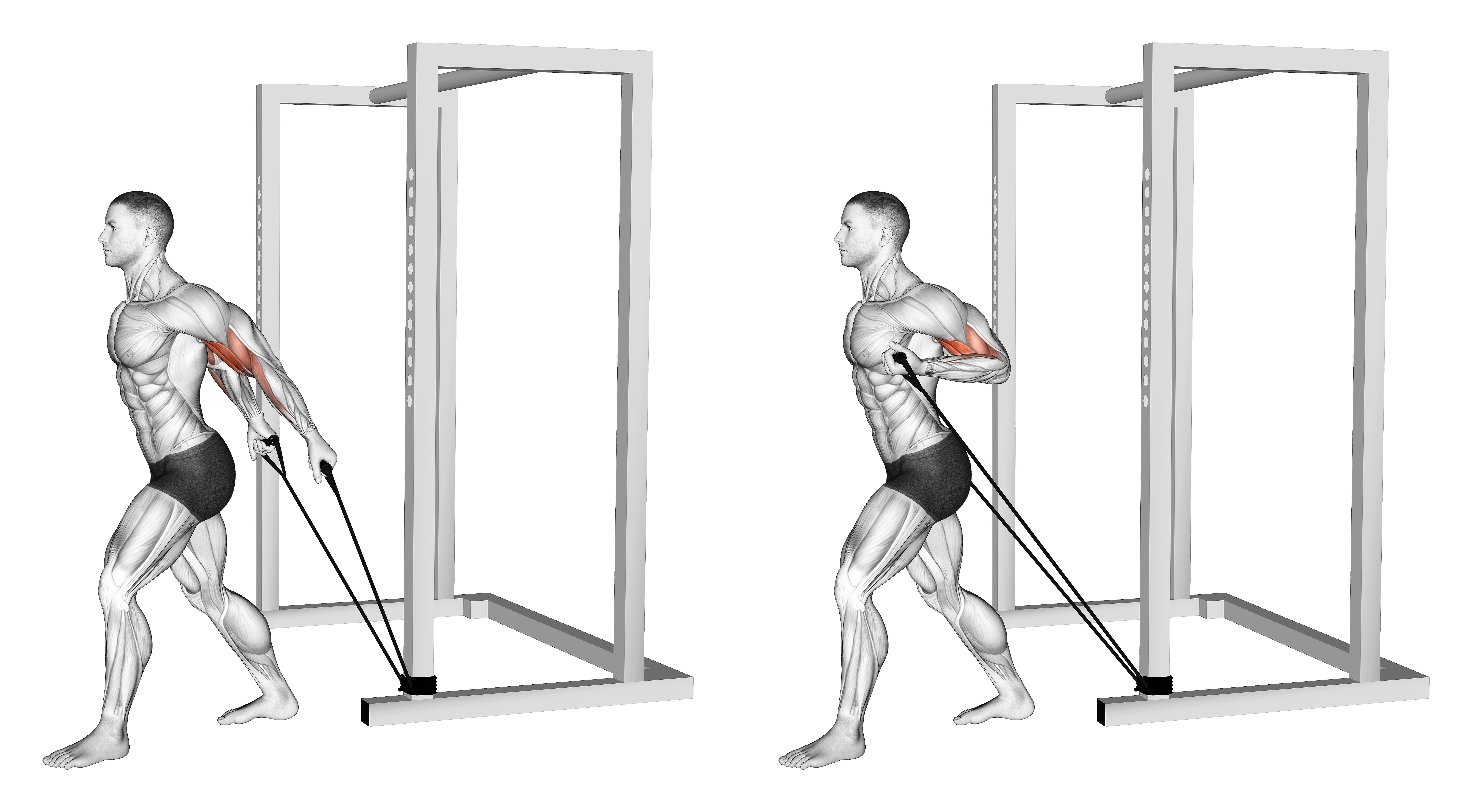 Band 45 Degrees Biceps Curl