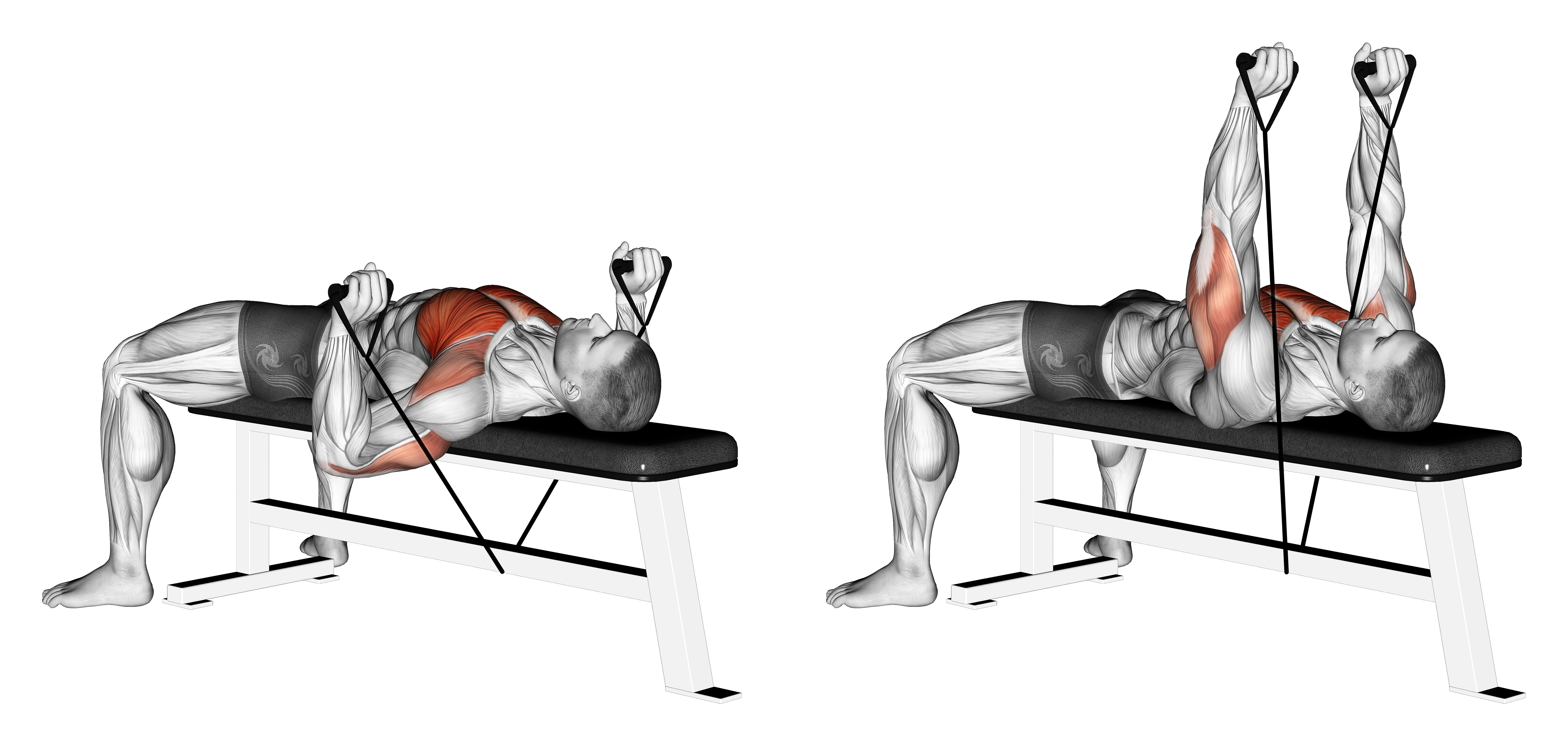 Band Bench Press