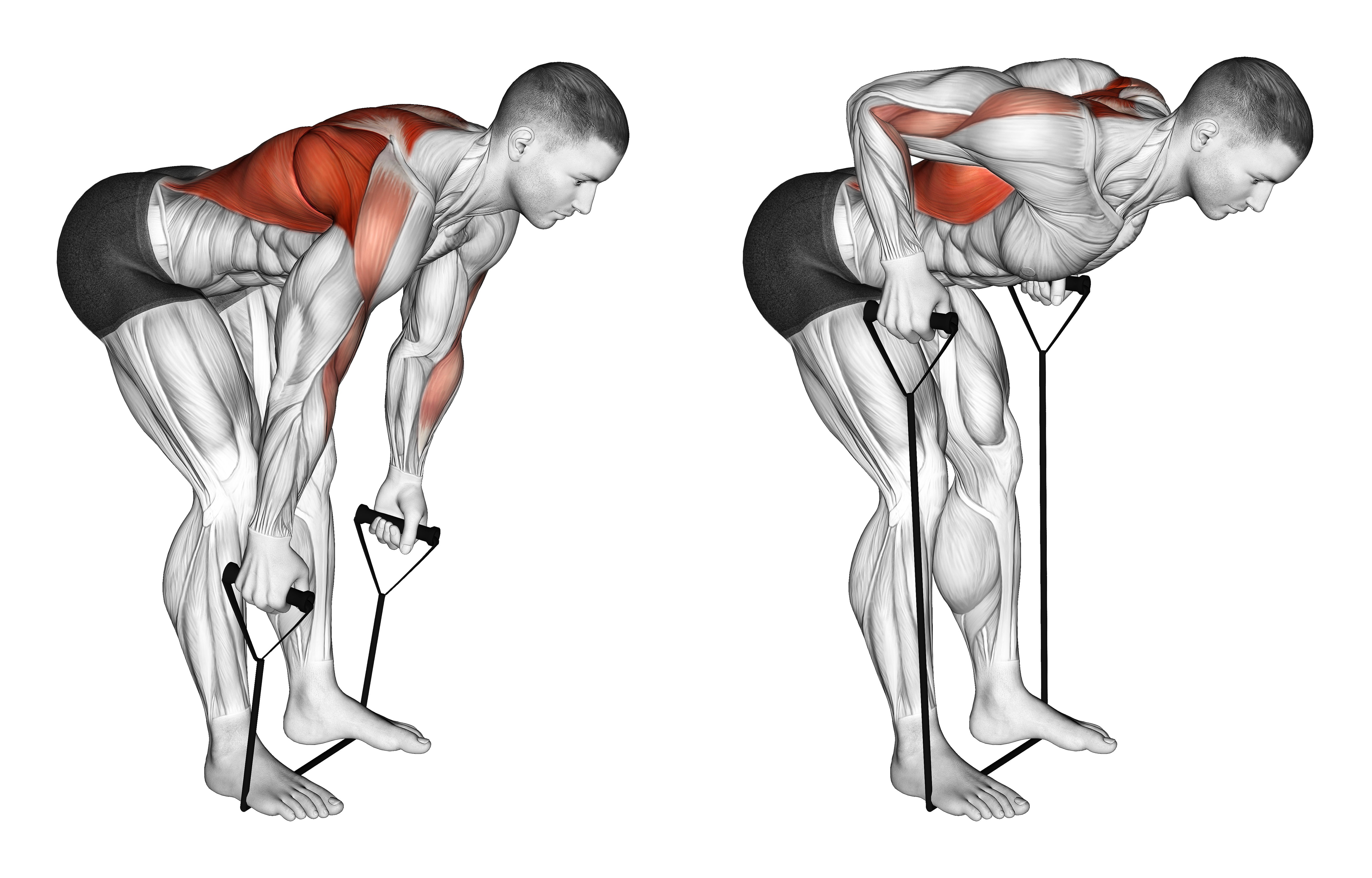 Band Bent Over Row