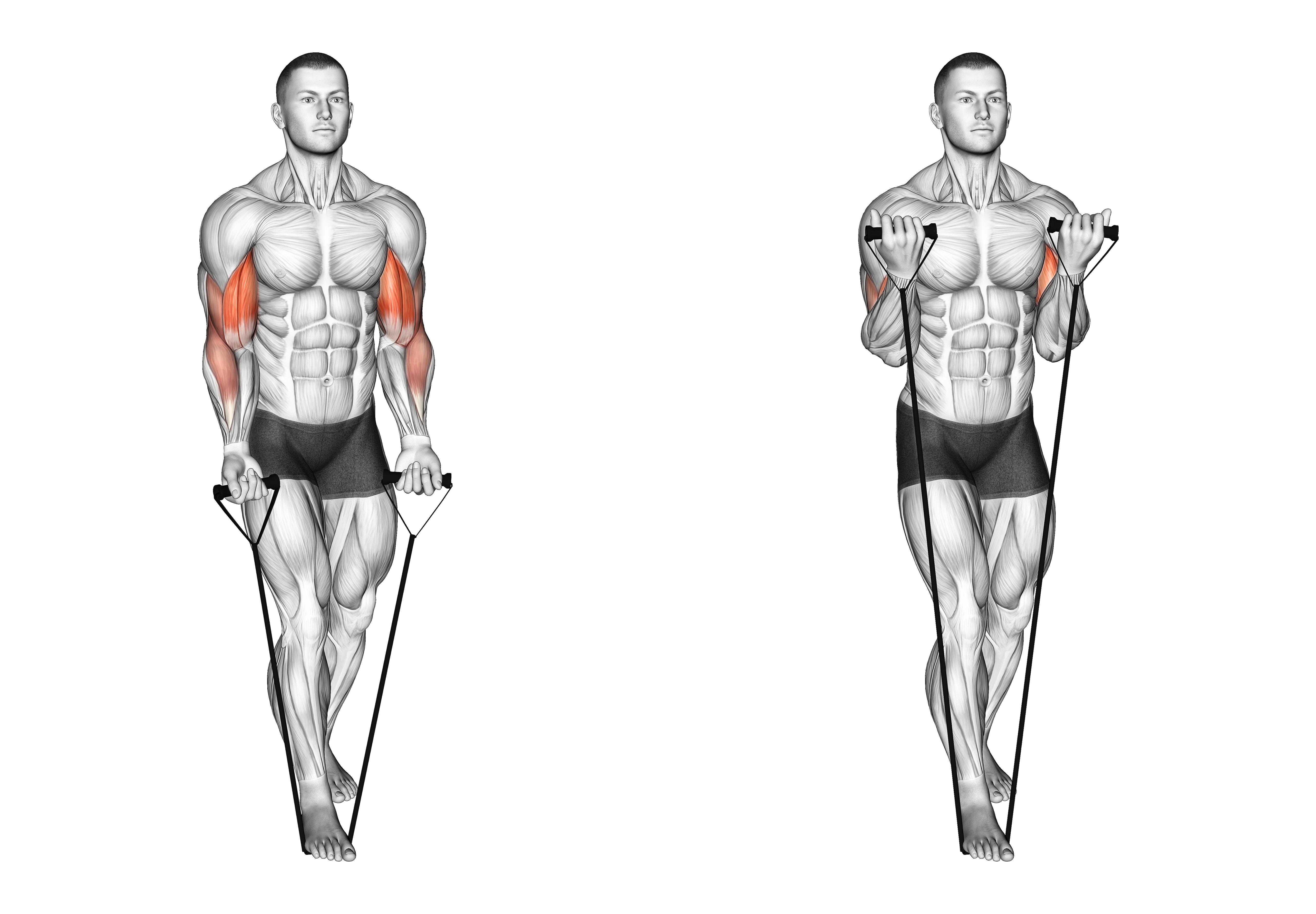 Band Biceps Curl (version 2)
