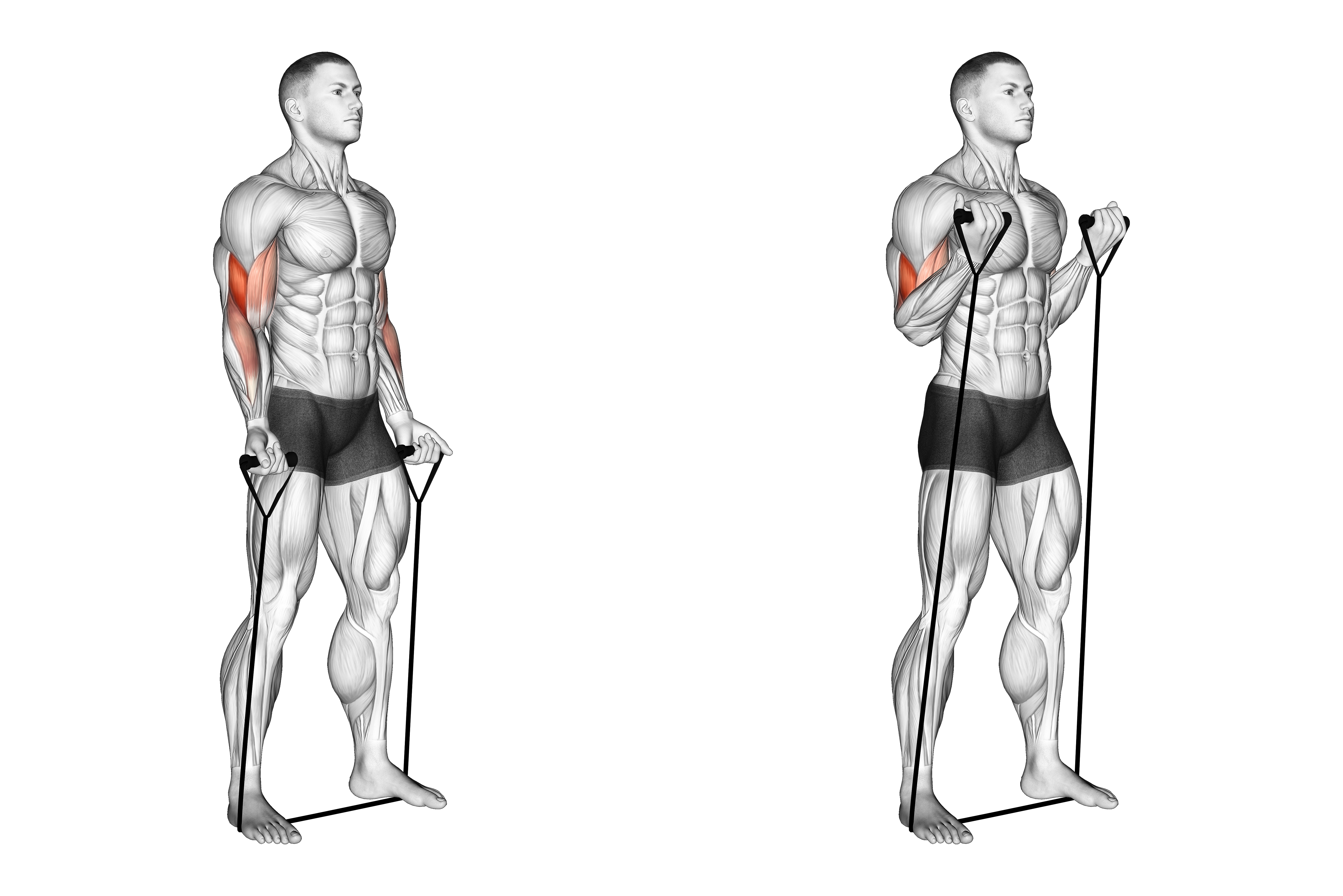 Band Biceps Curl