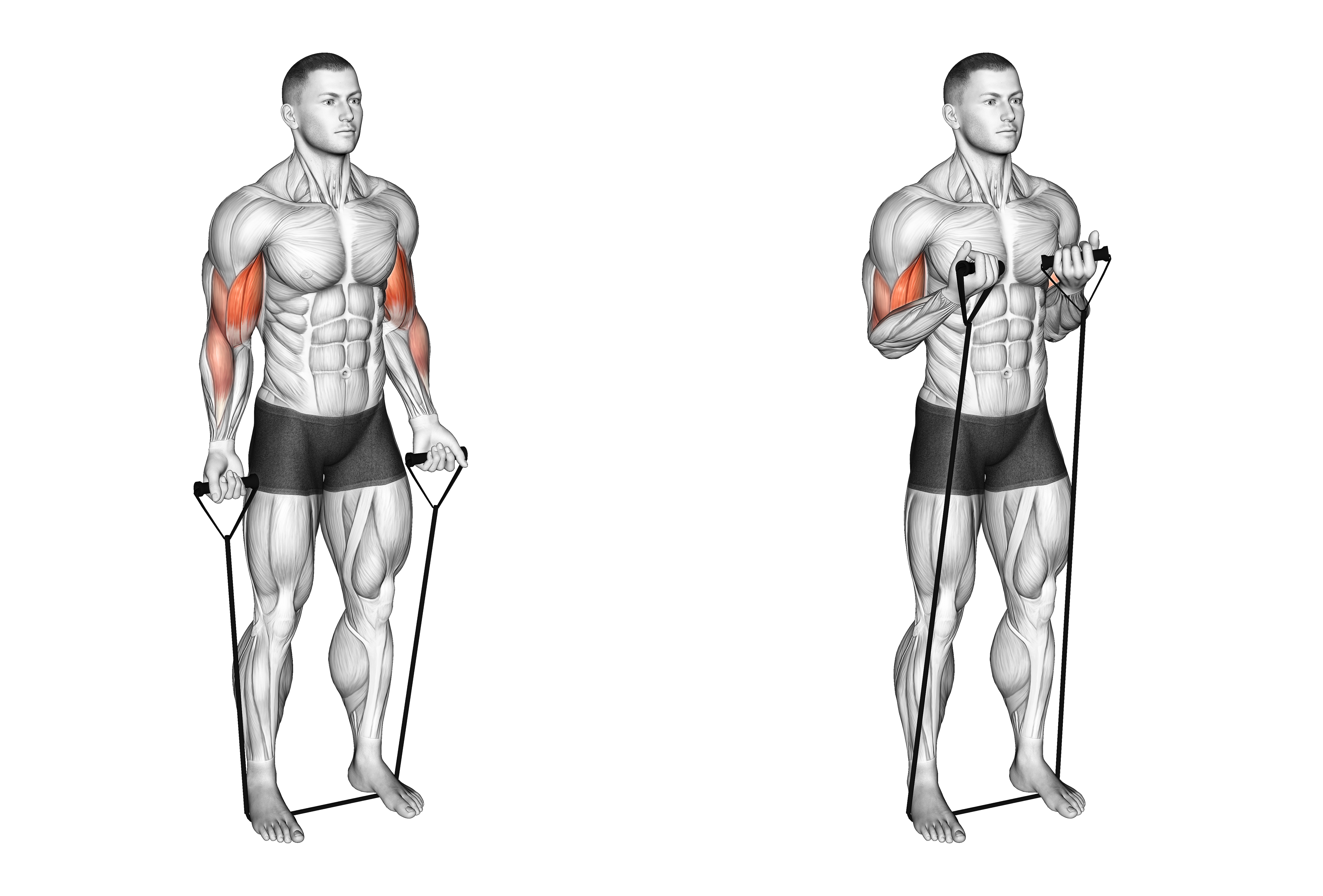 Band Close Grip Biceps Curl