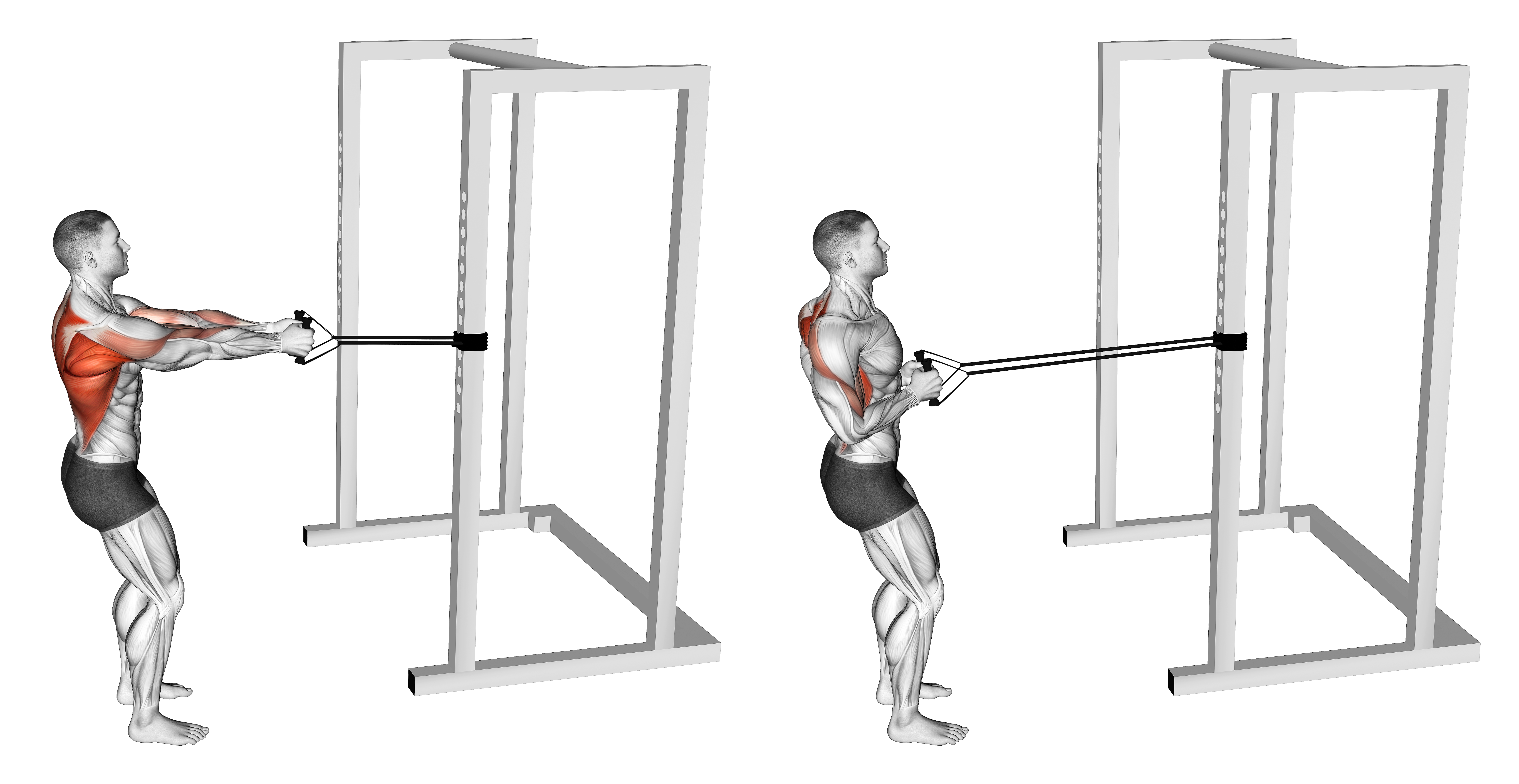 Band Close Grip Row