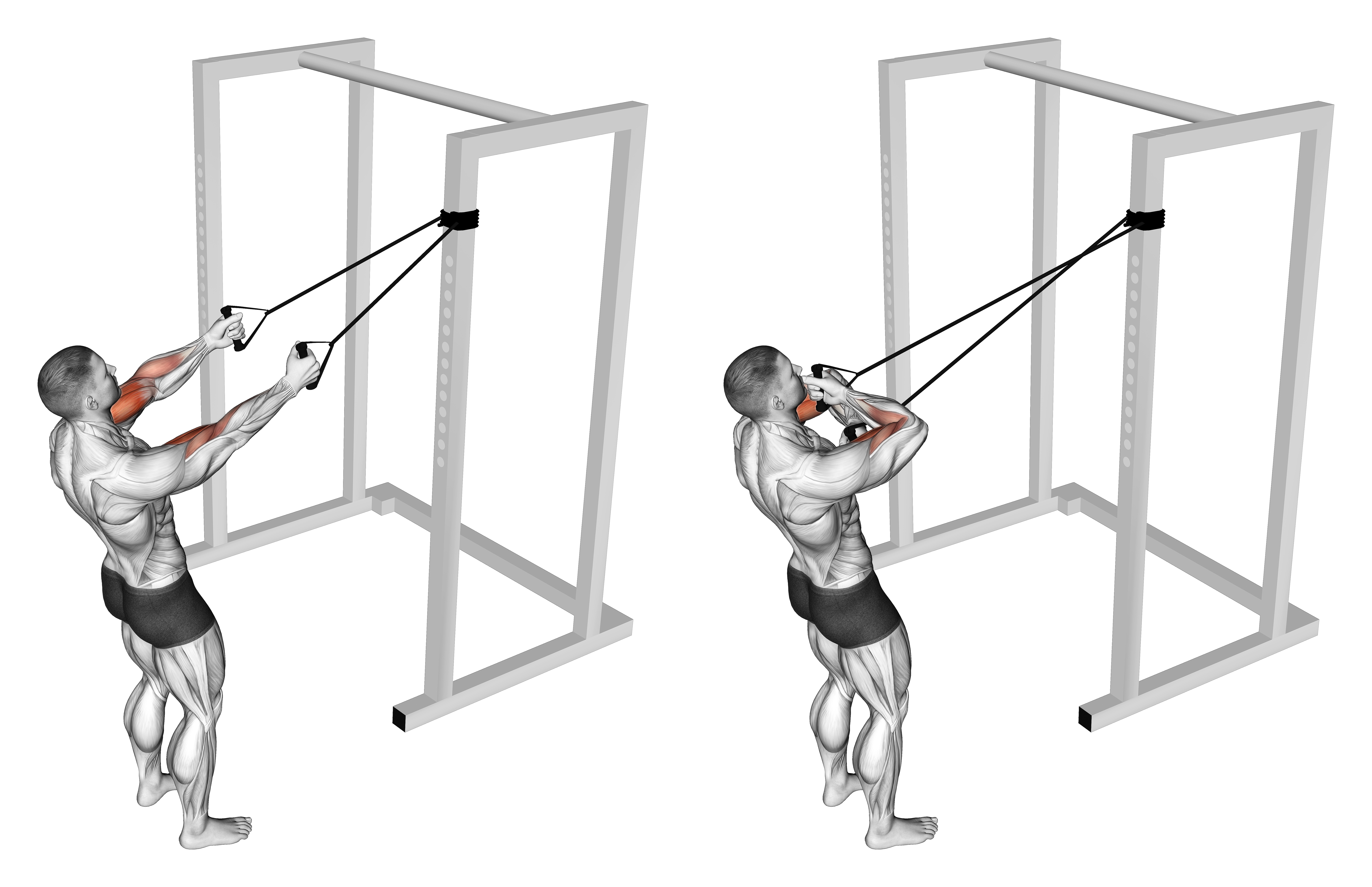 Band Cross Chest Biceps Curl