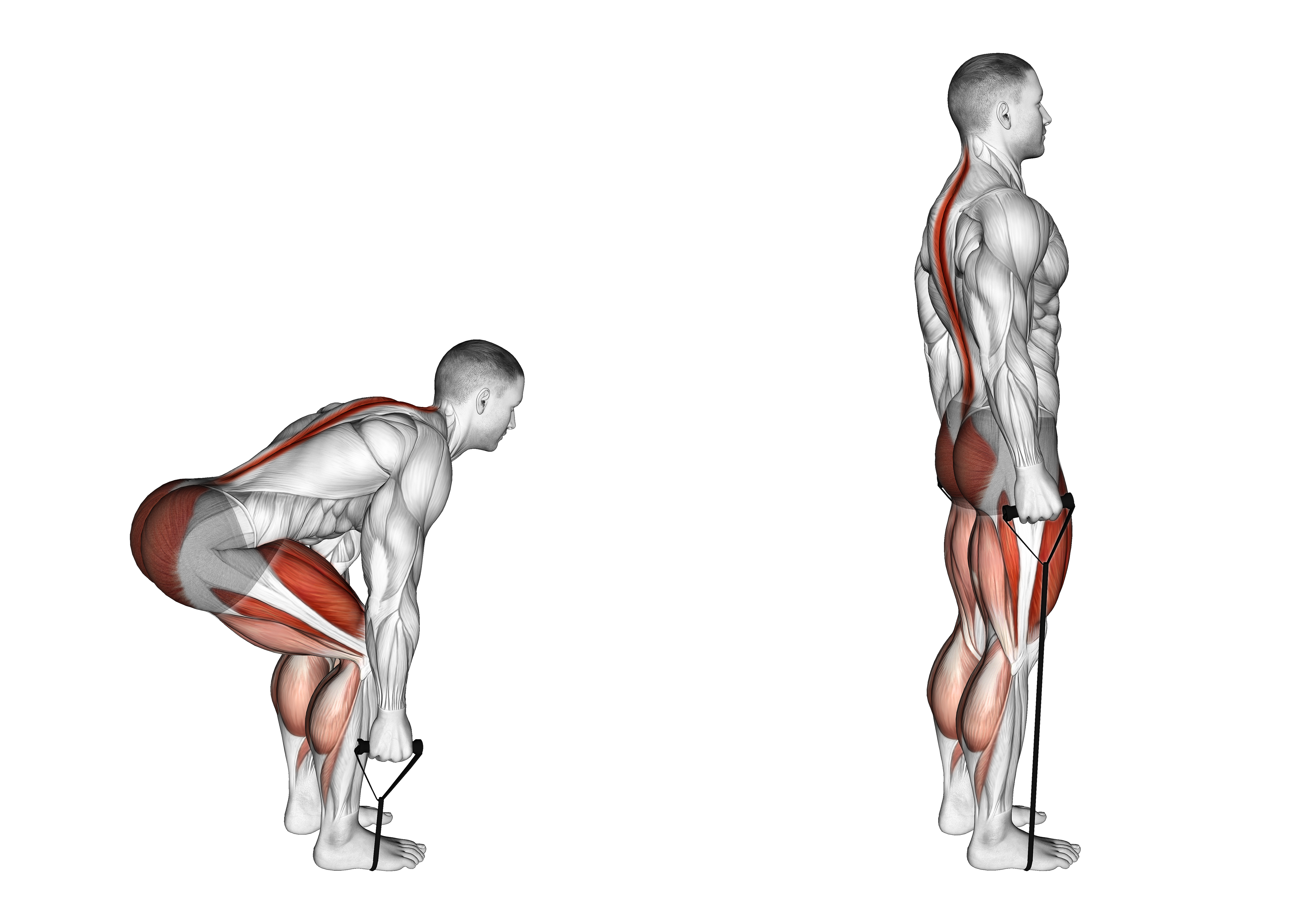 Band Deadlift