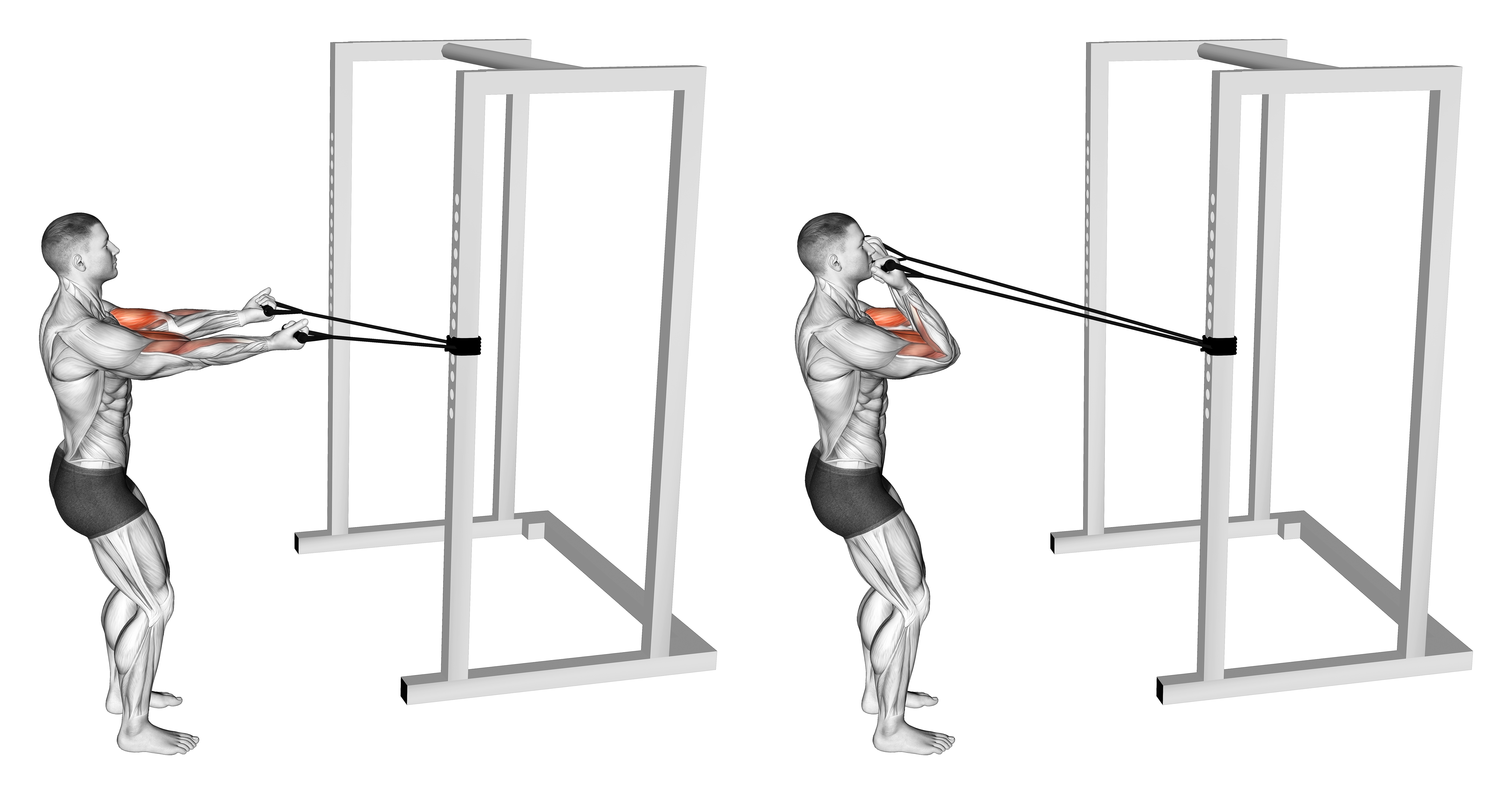 Band Horizontal Biceps Curl