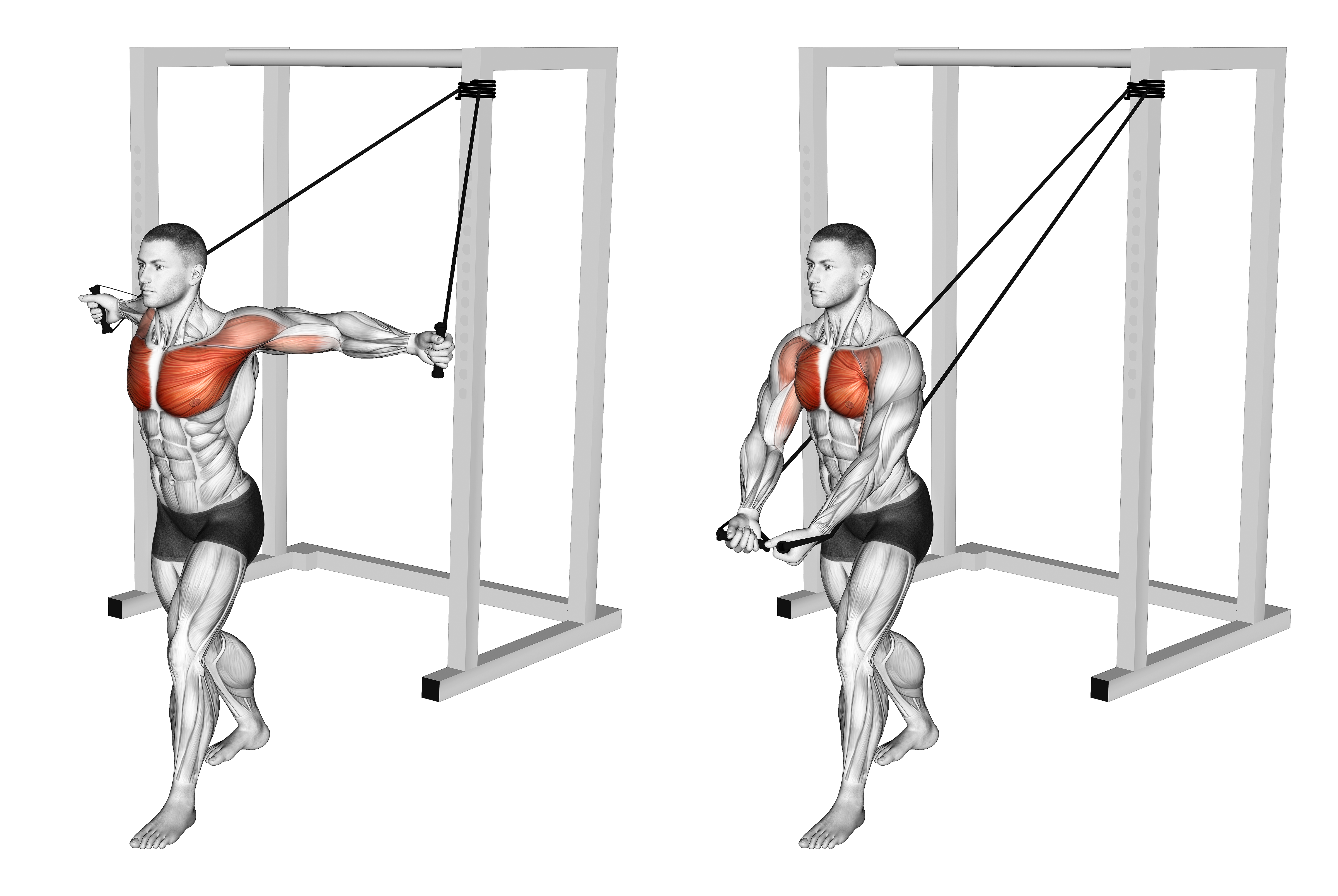 Band Low Chest Fly