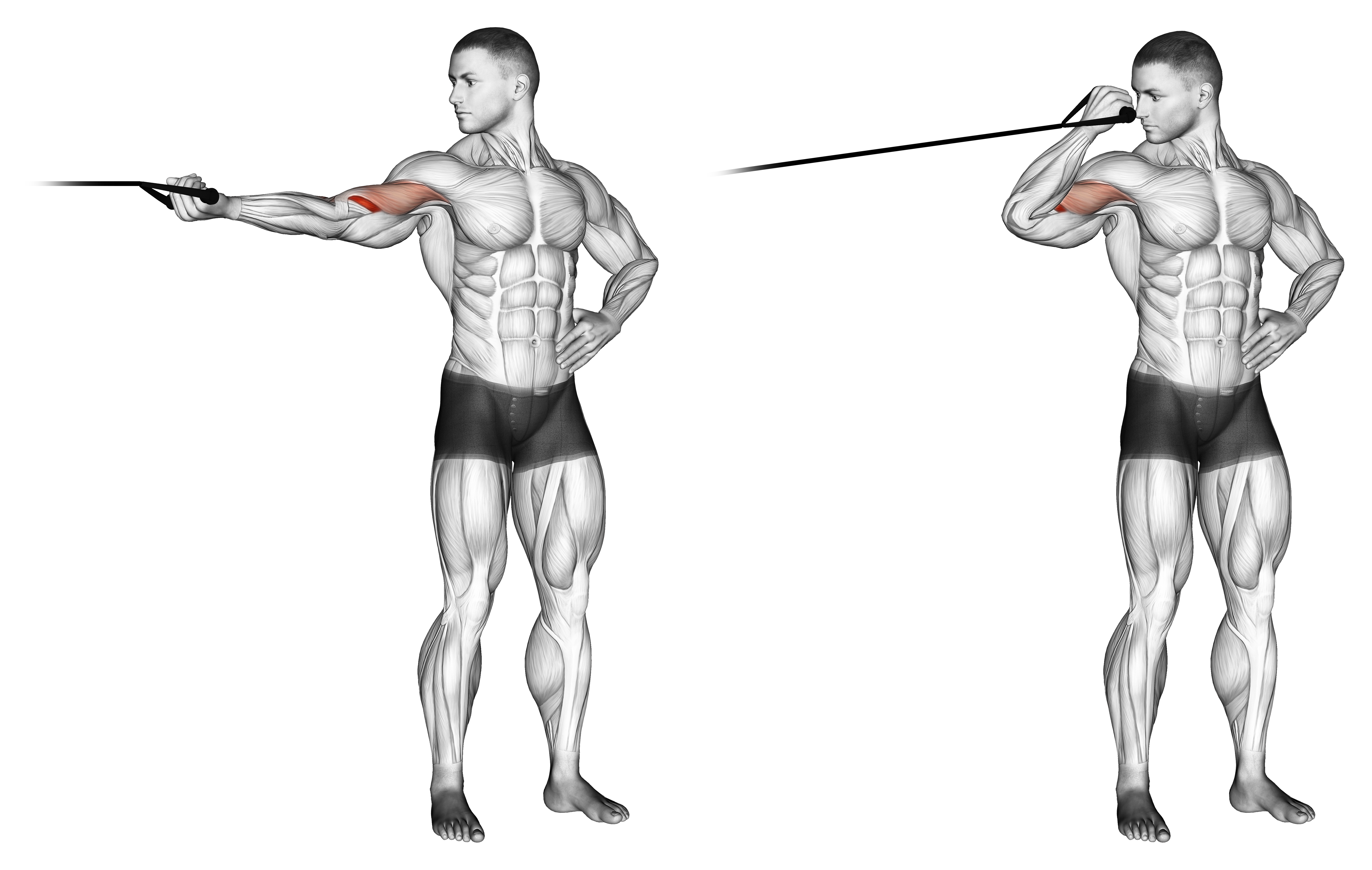 Band One Arm Overhead Biceps Curl