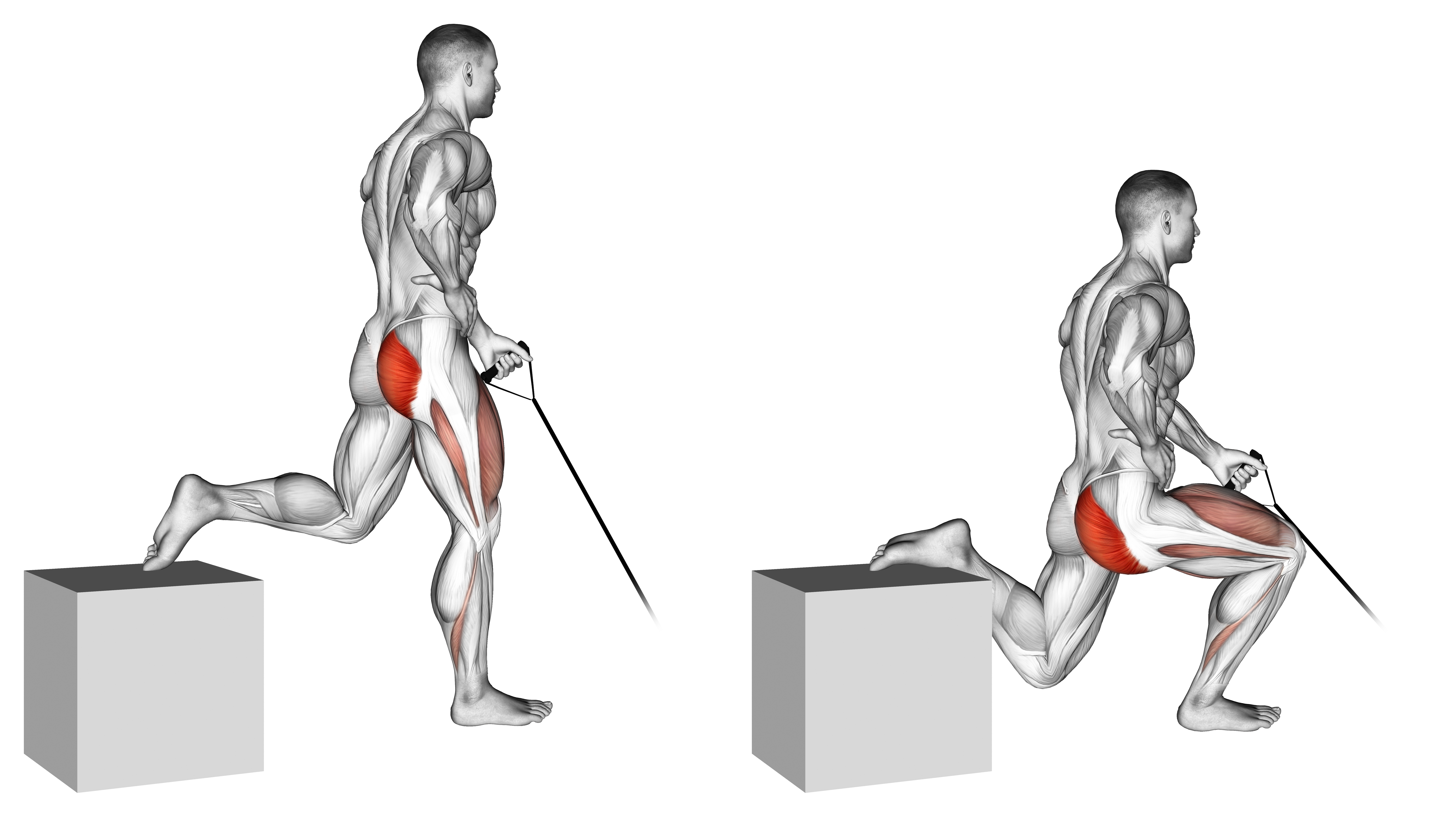 Band One Arm Single Leg Split Squat