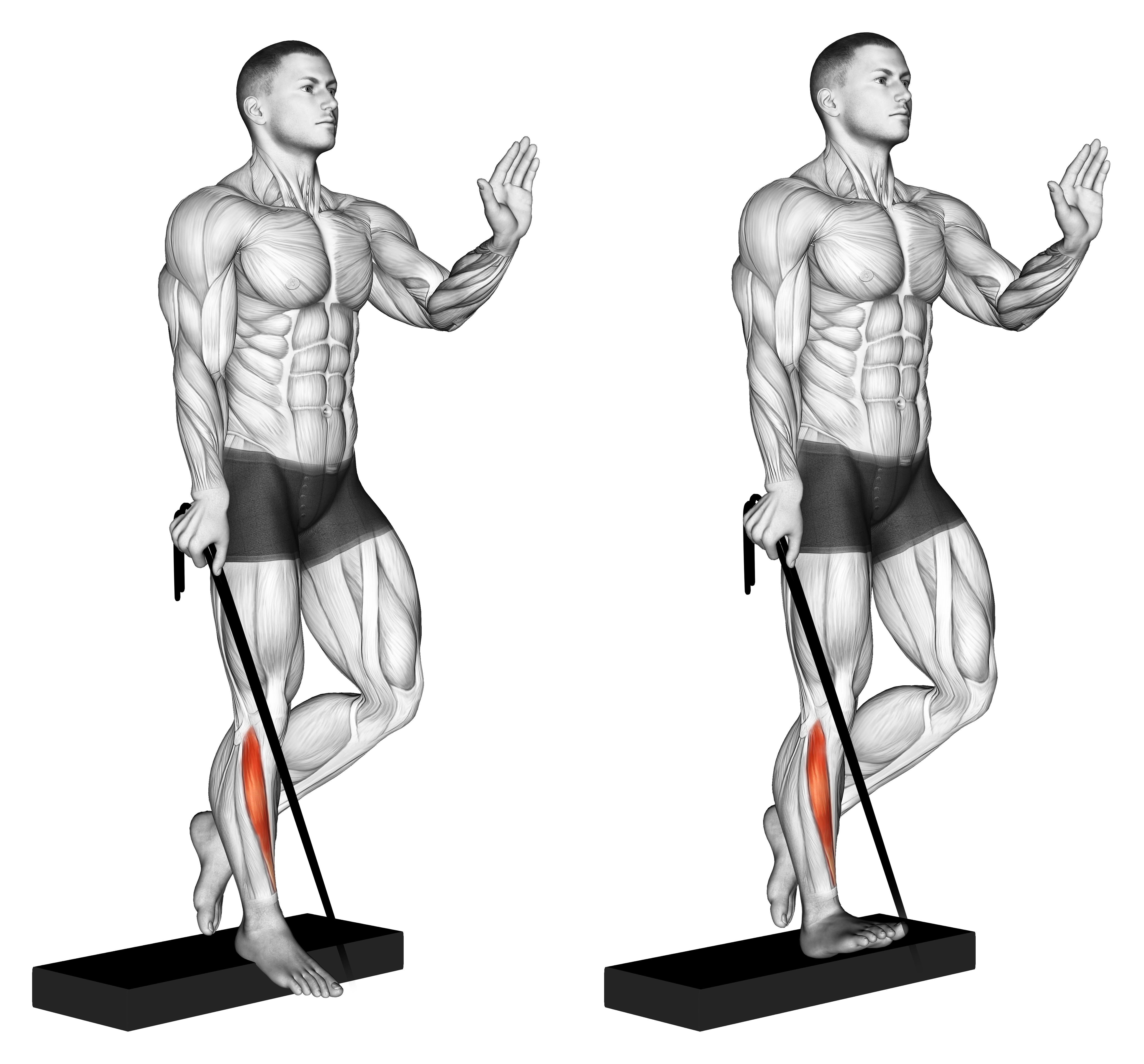 Band Single Leg Reverse Calf Raise