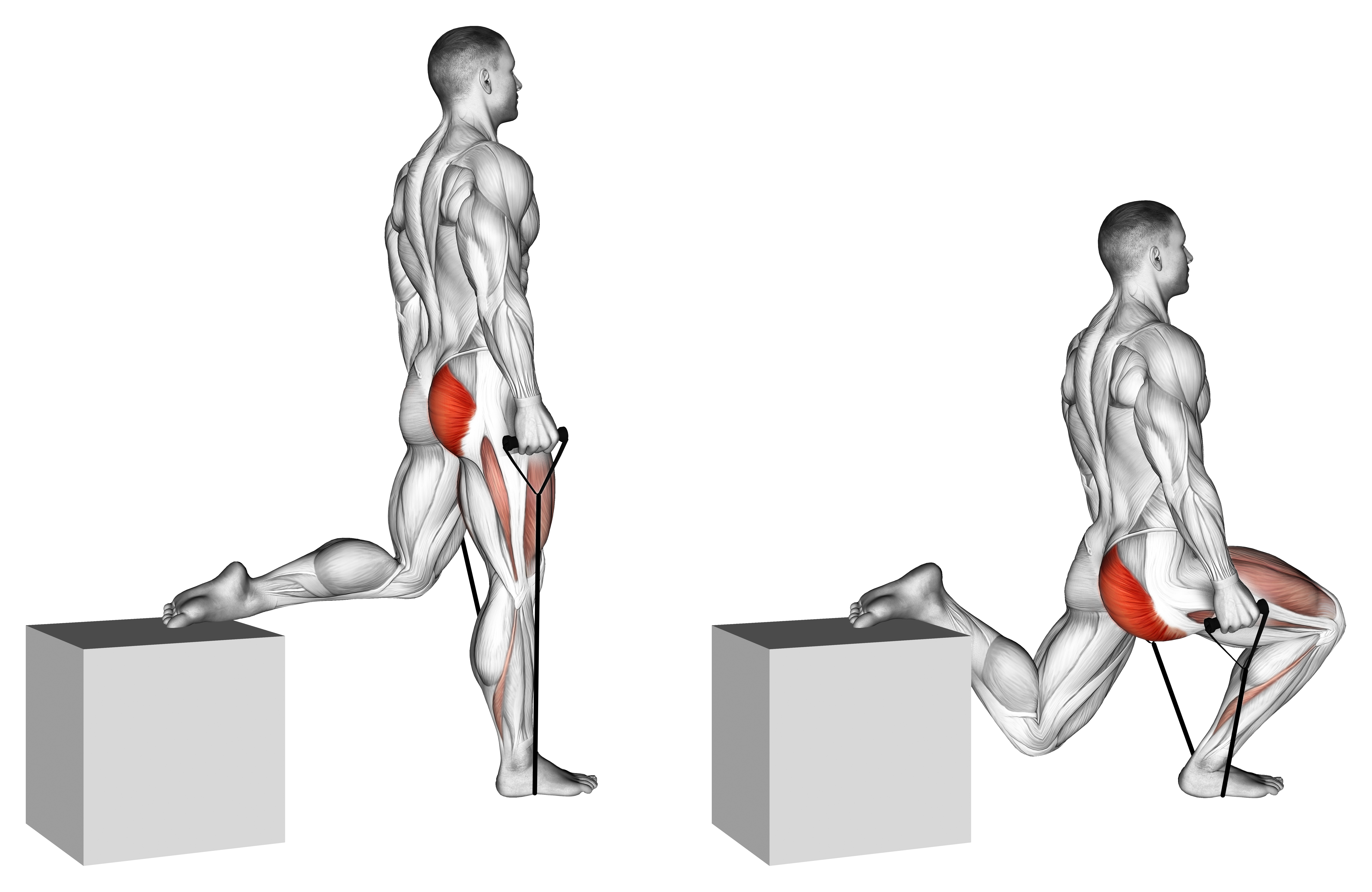Band Single Leg Split Squat