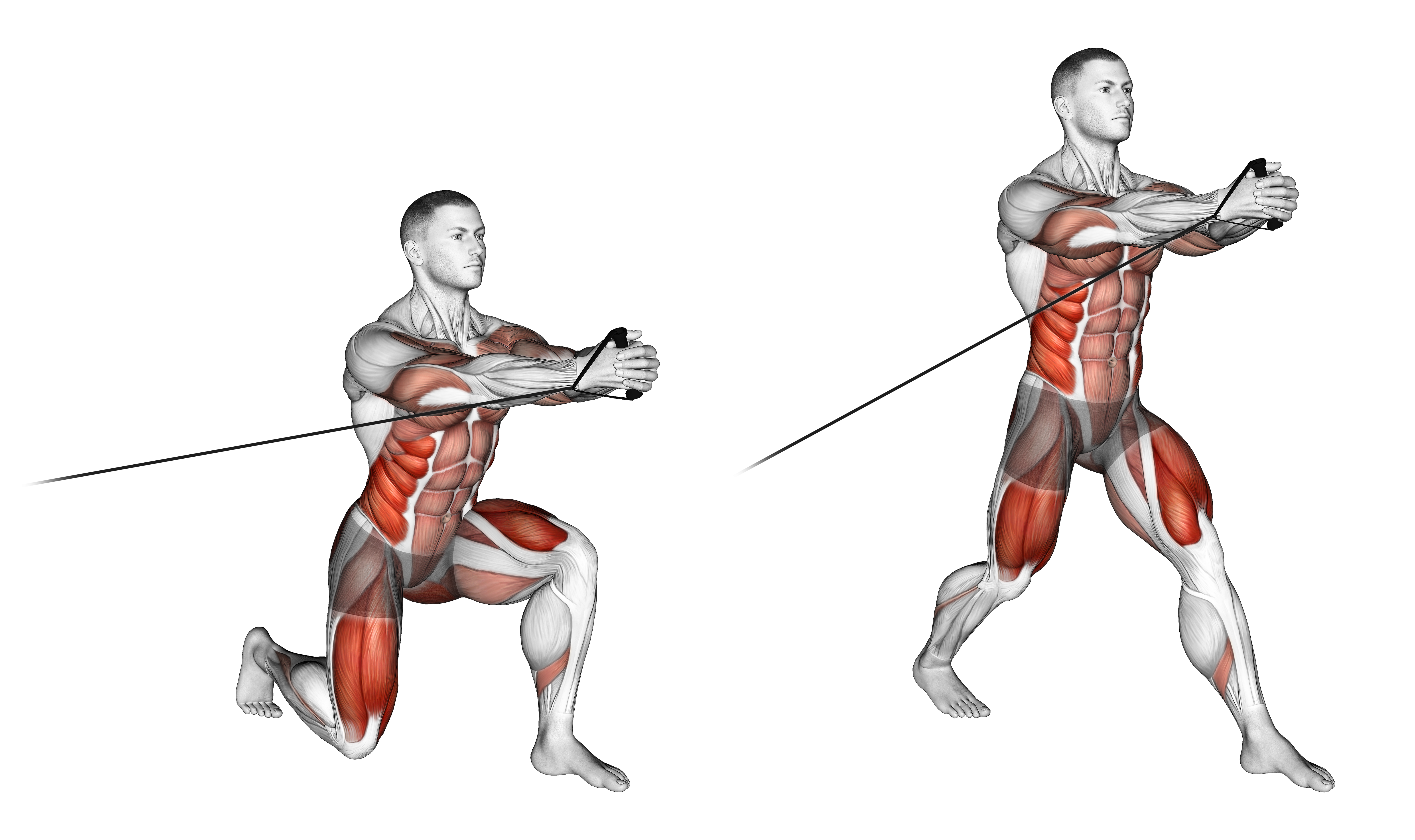 Band Split Squat With Horizontal Pallof Hold