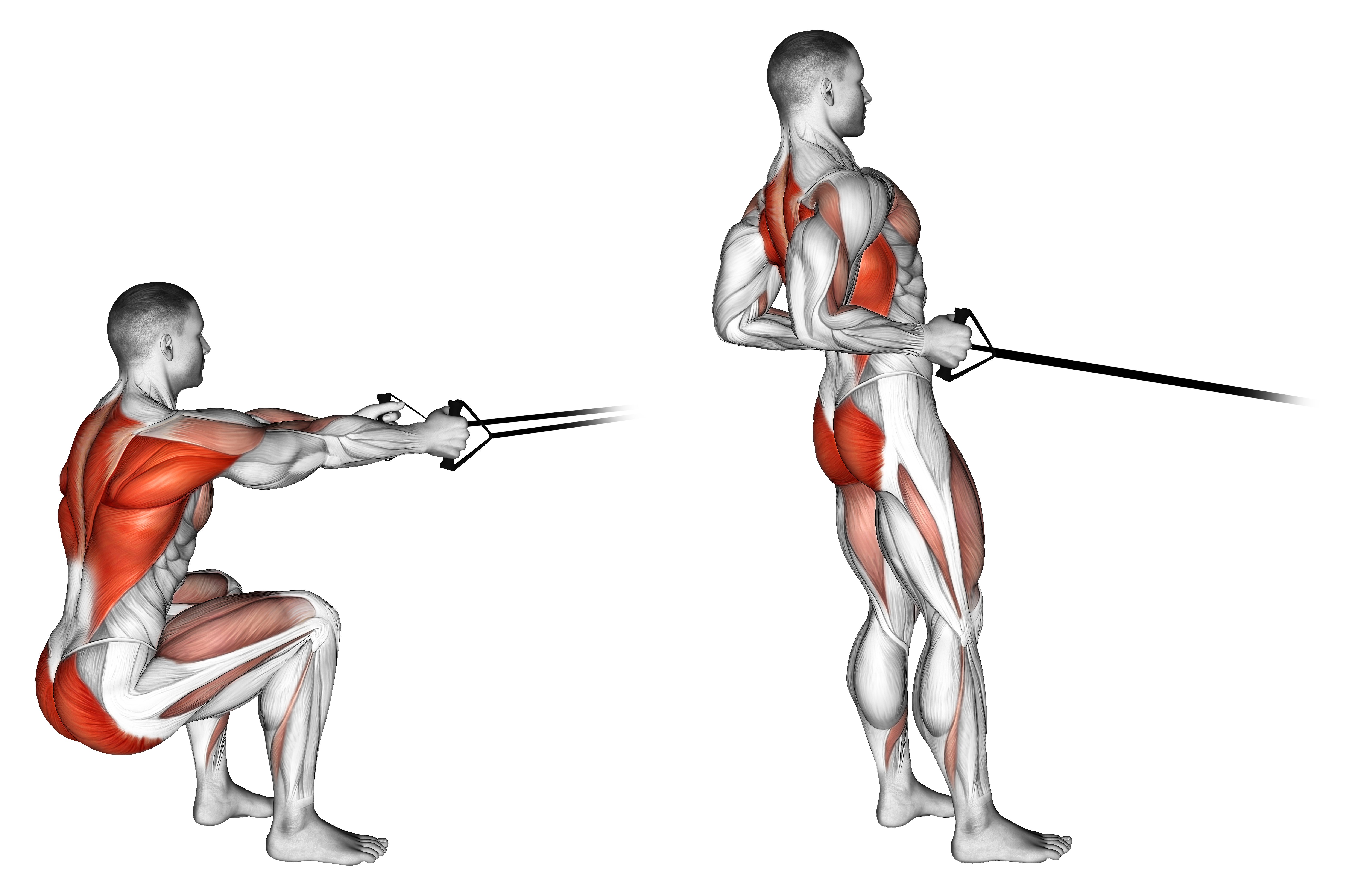 Band Squat Row