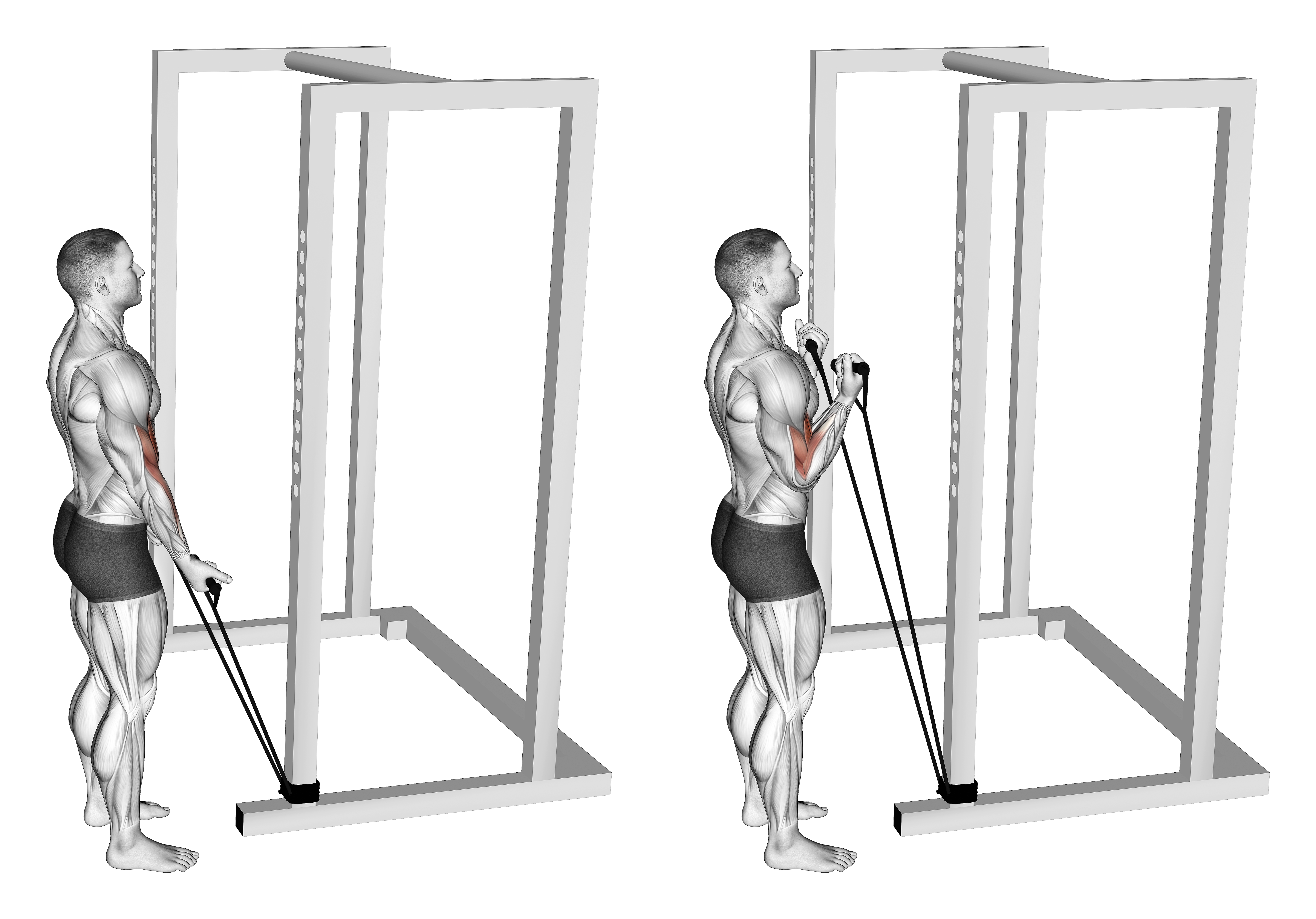 Band Standard Biceps Curl