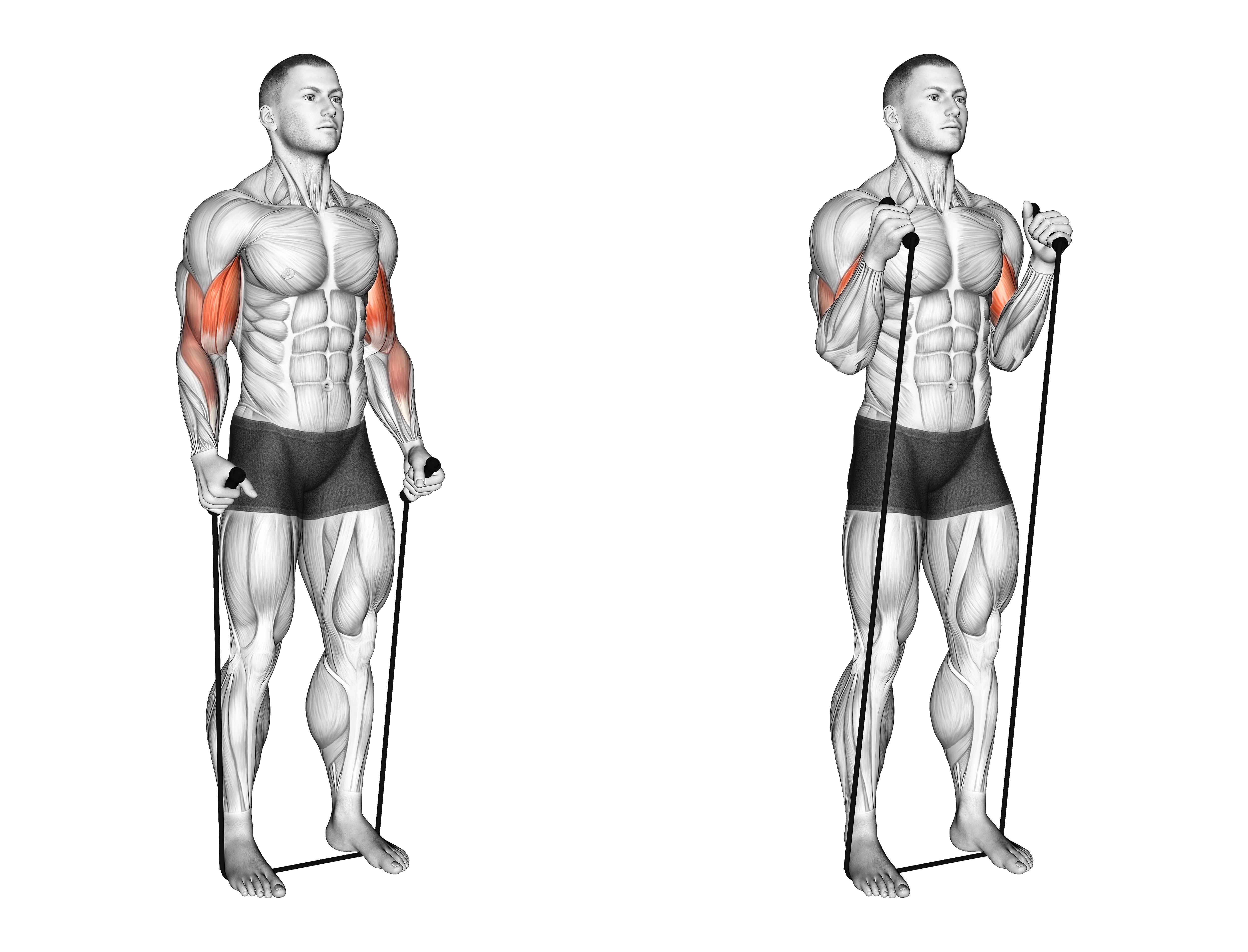Band Standing Hammer Curl