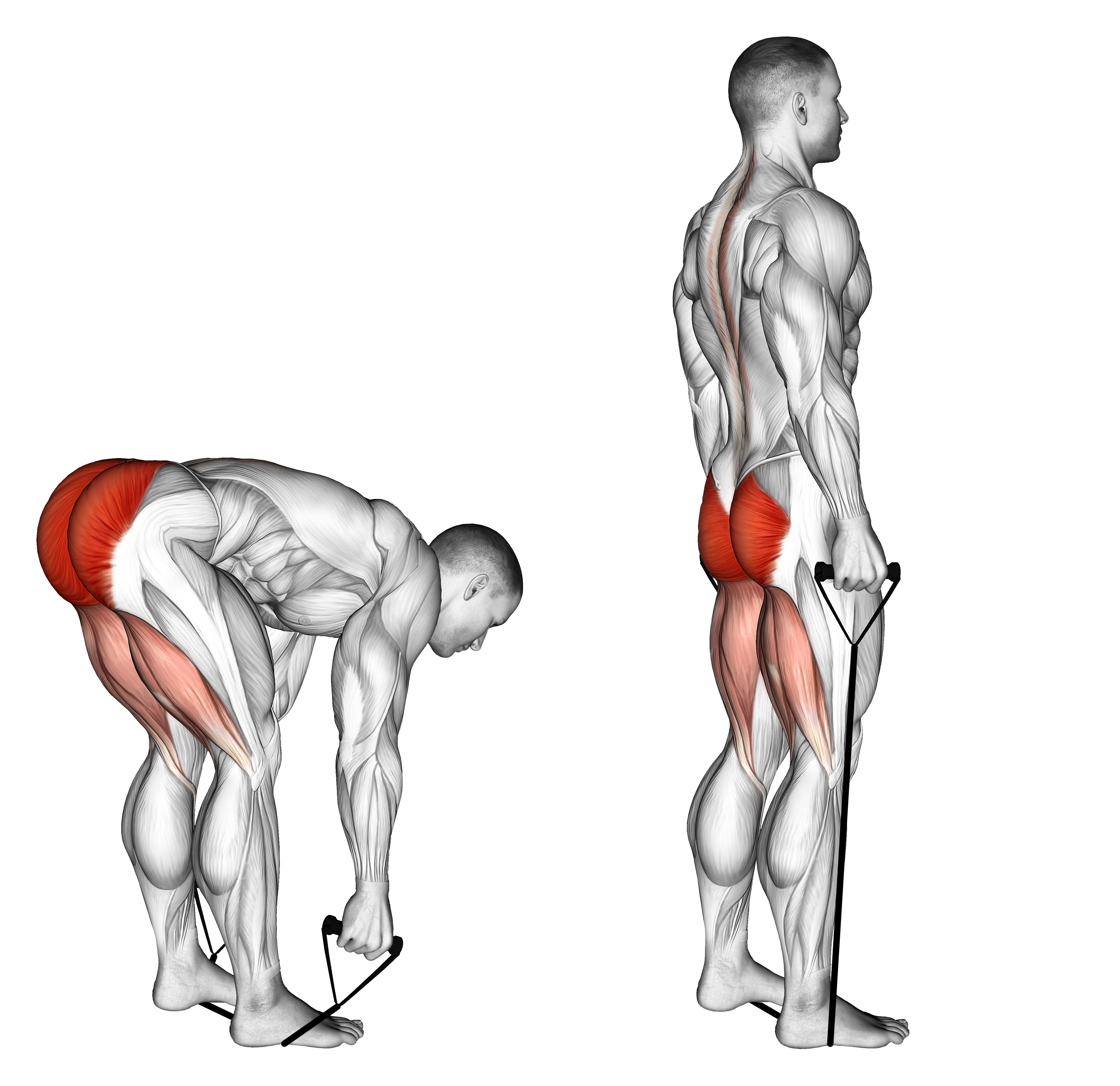 Band Stiff Leg Deadlift