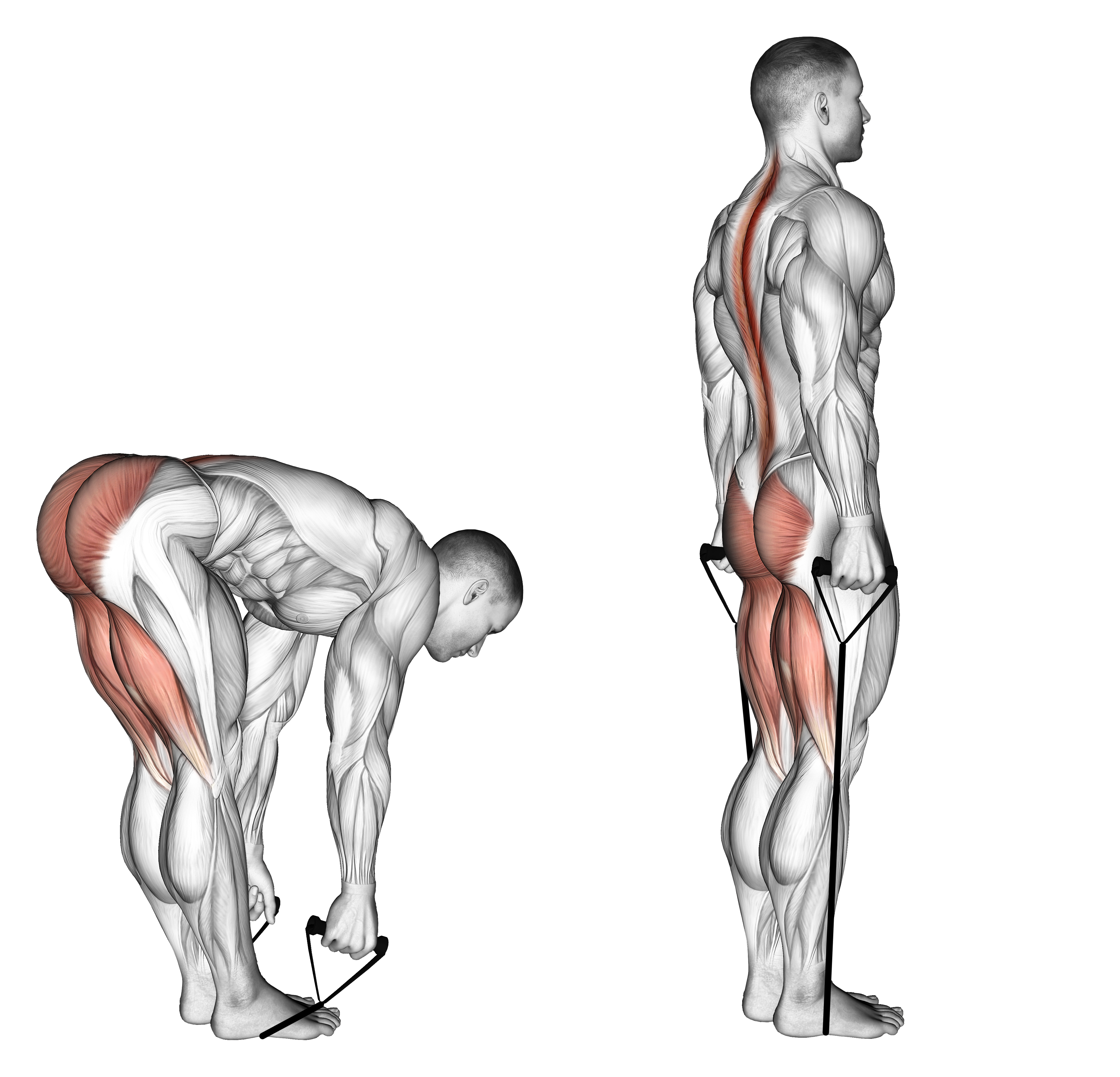 Band Straight Leg Deadlift