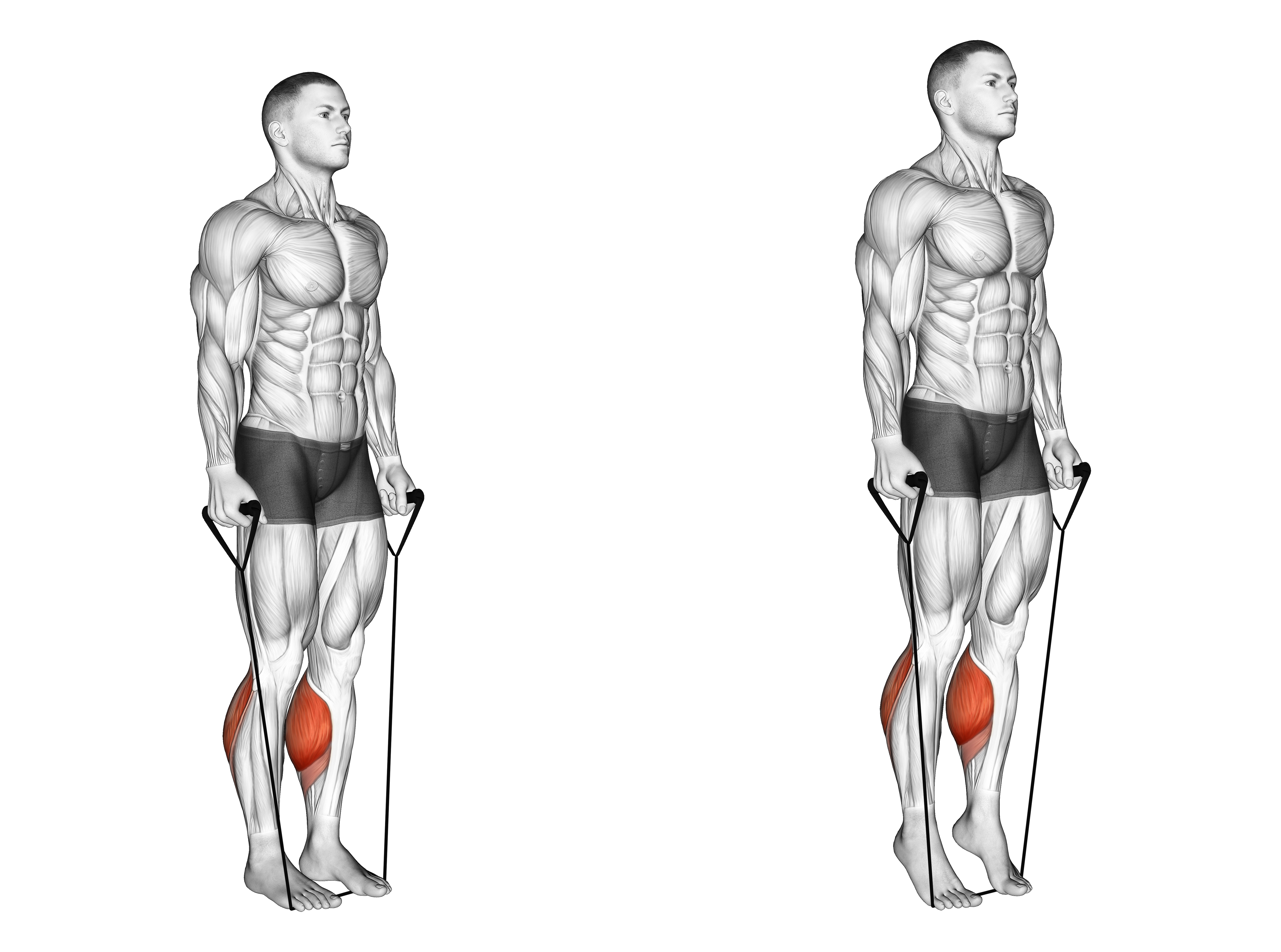 Band Two Legs Calf Raise   (band Under Both Legs) Version 2