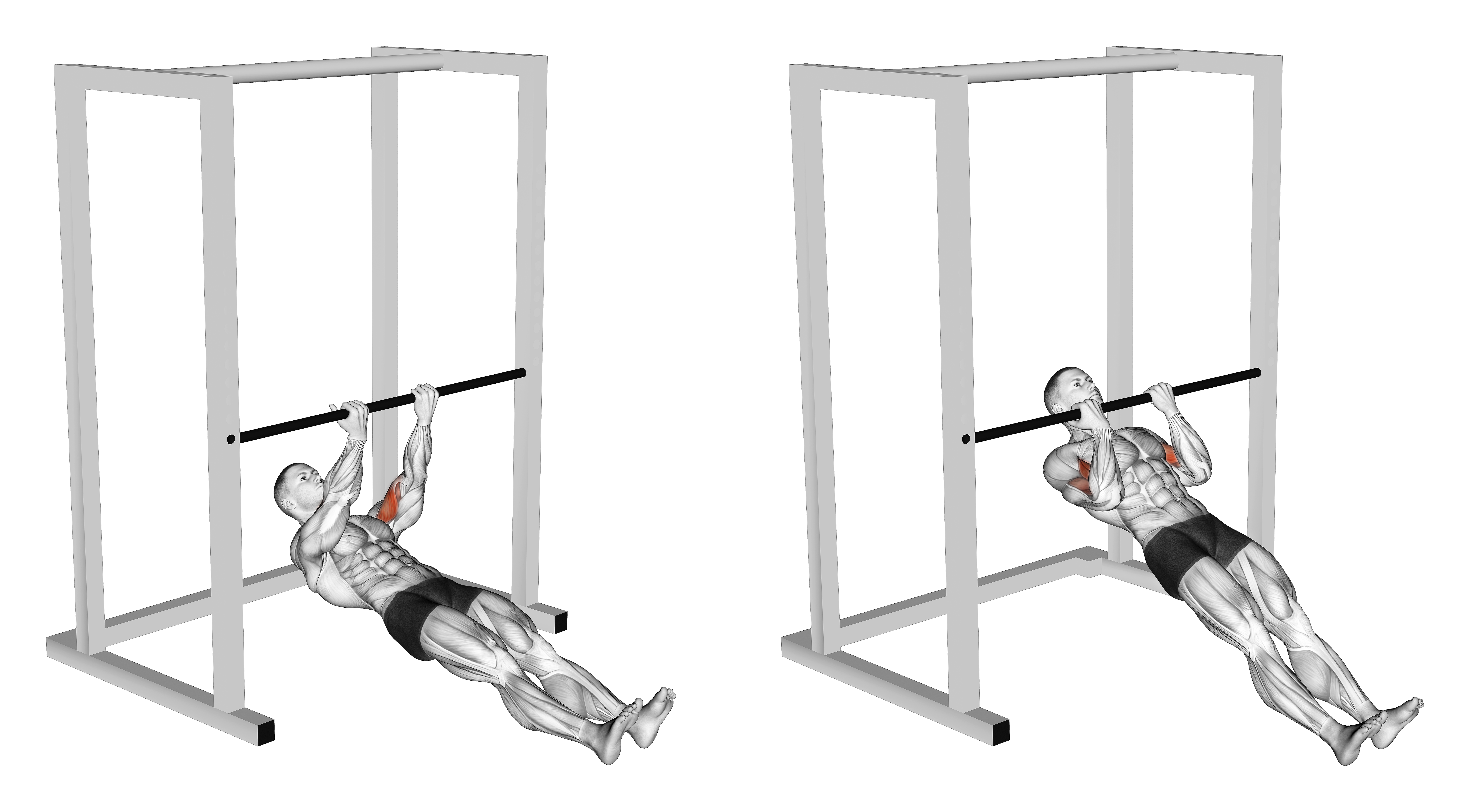 Bar Biceps Curl