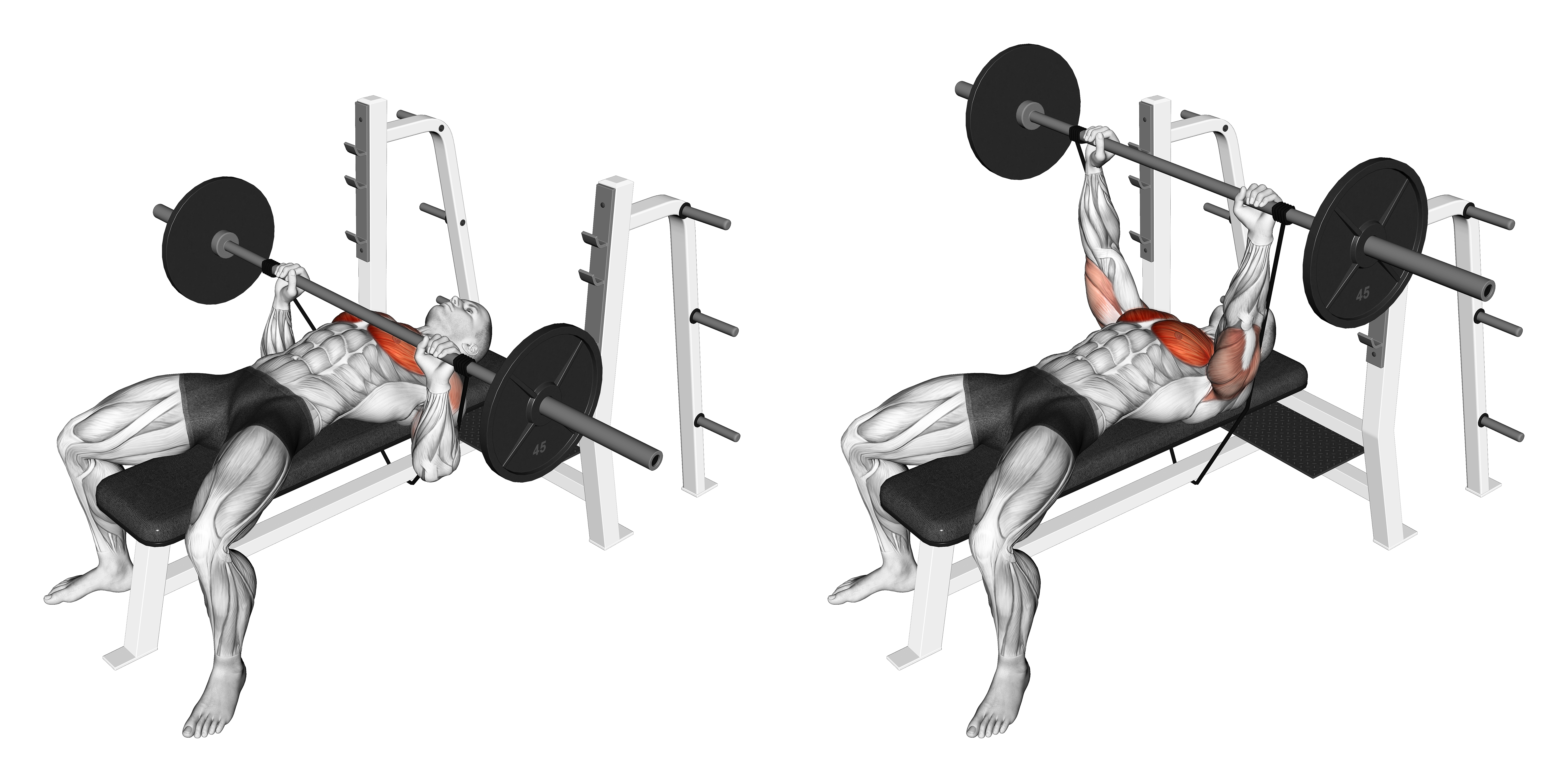 Barbell Banded Bench Press