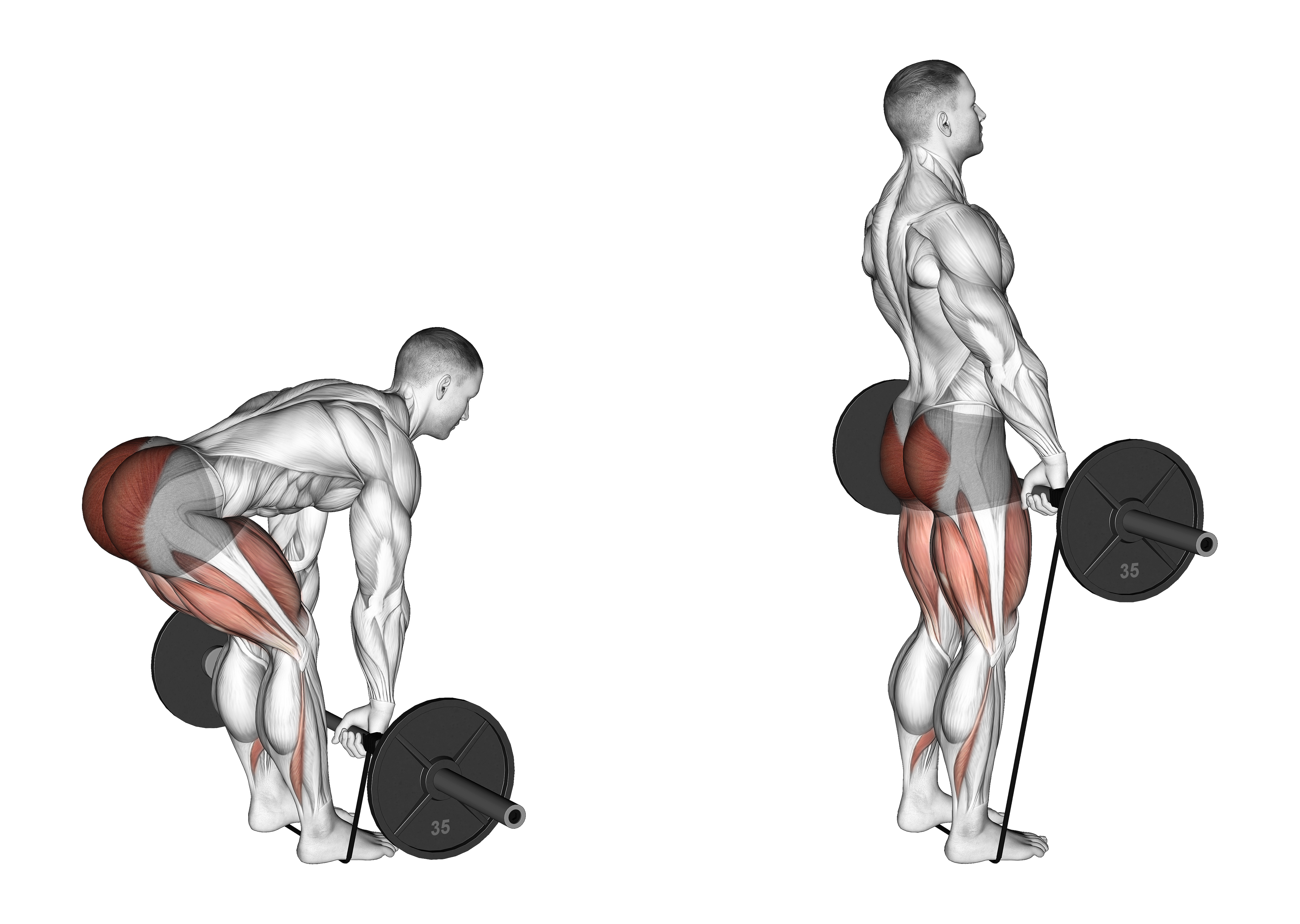 Barbell Banded Romanian Deadlift
