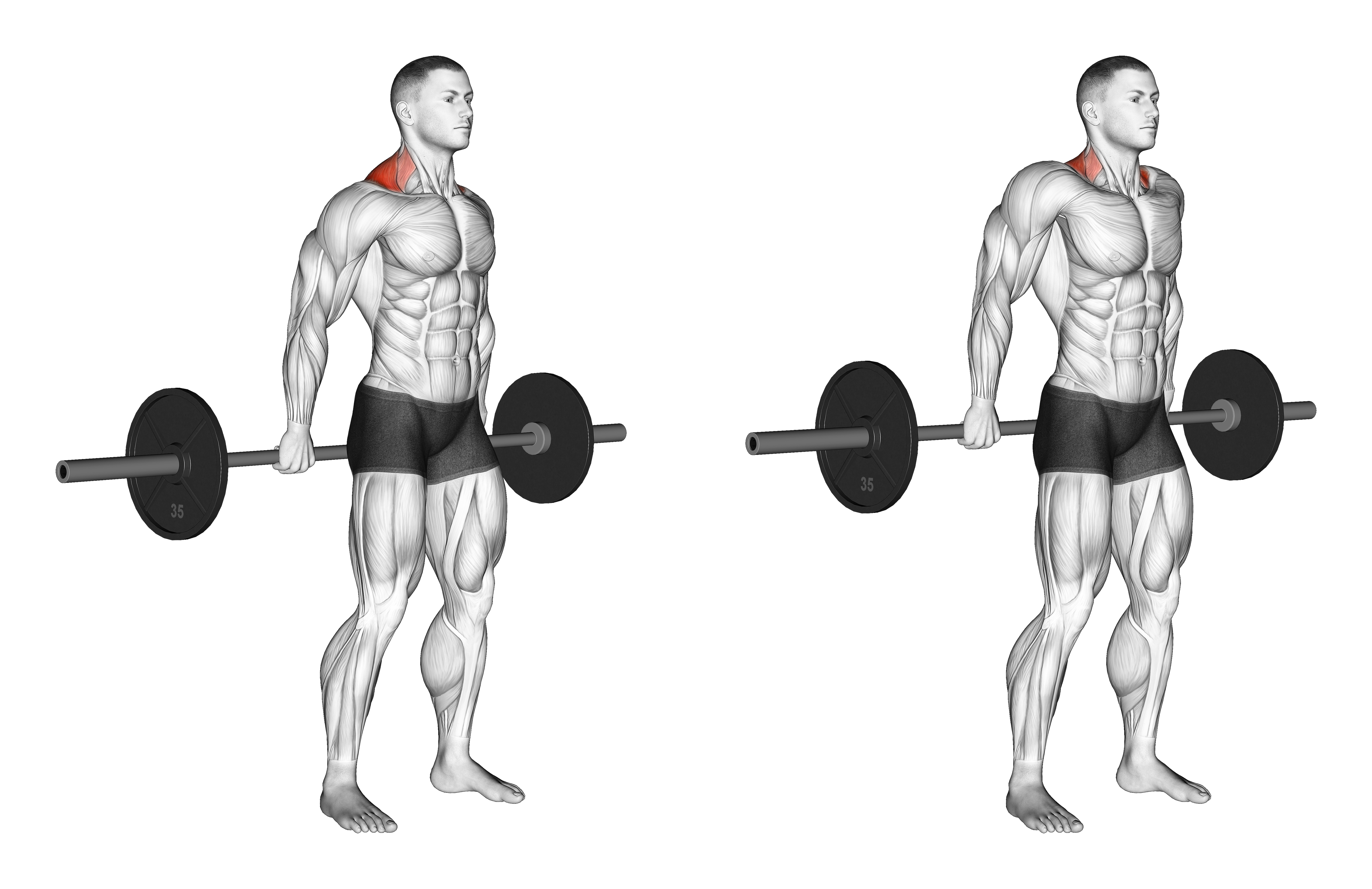 Barbell Behind The Back Shrug