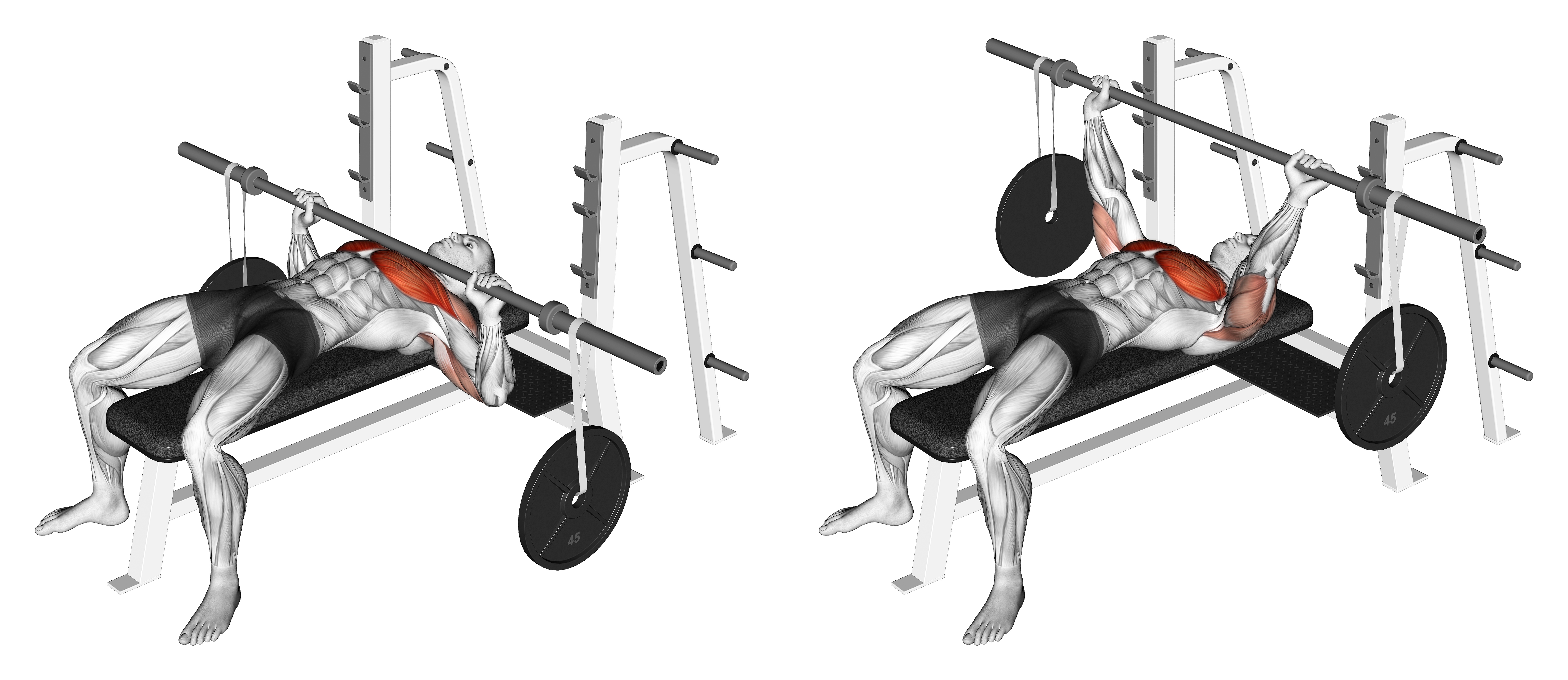 Barbell Bench Press (with Hanging Band Technique)