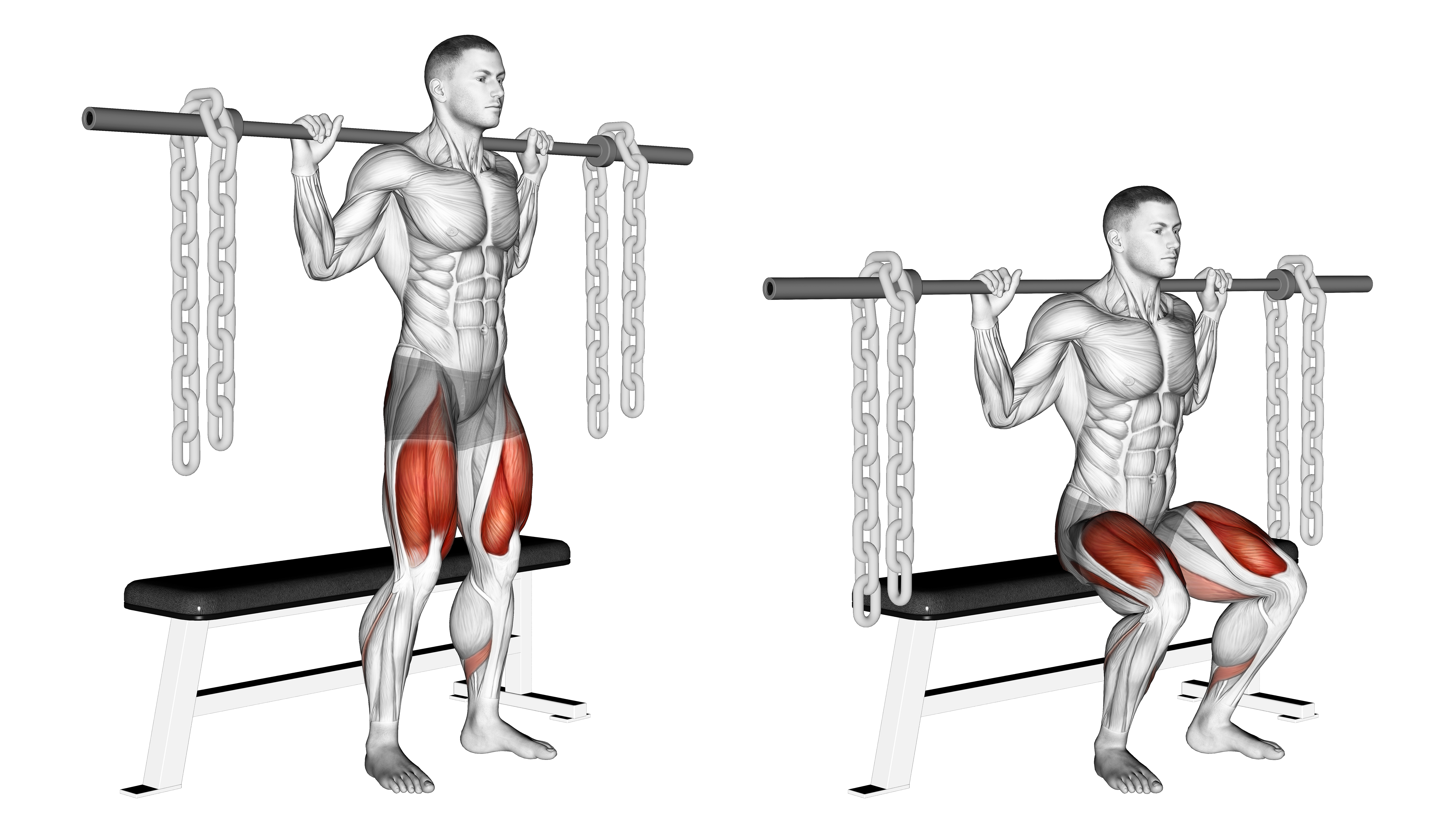 Barbell Bench Squat (with Chains)