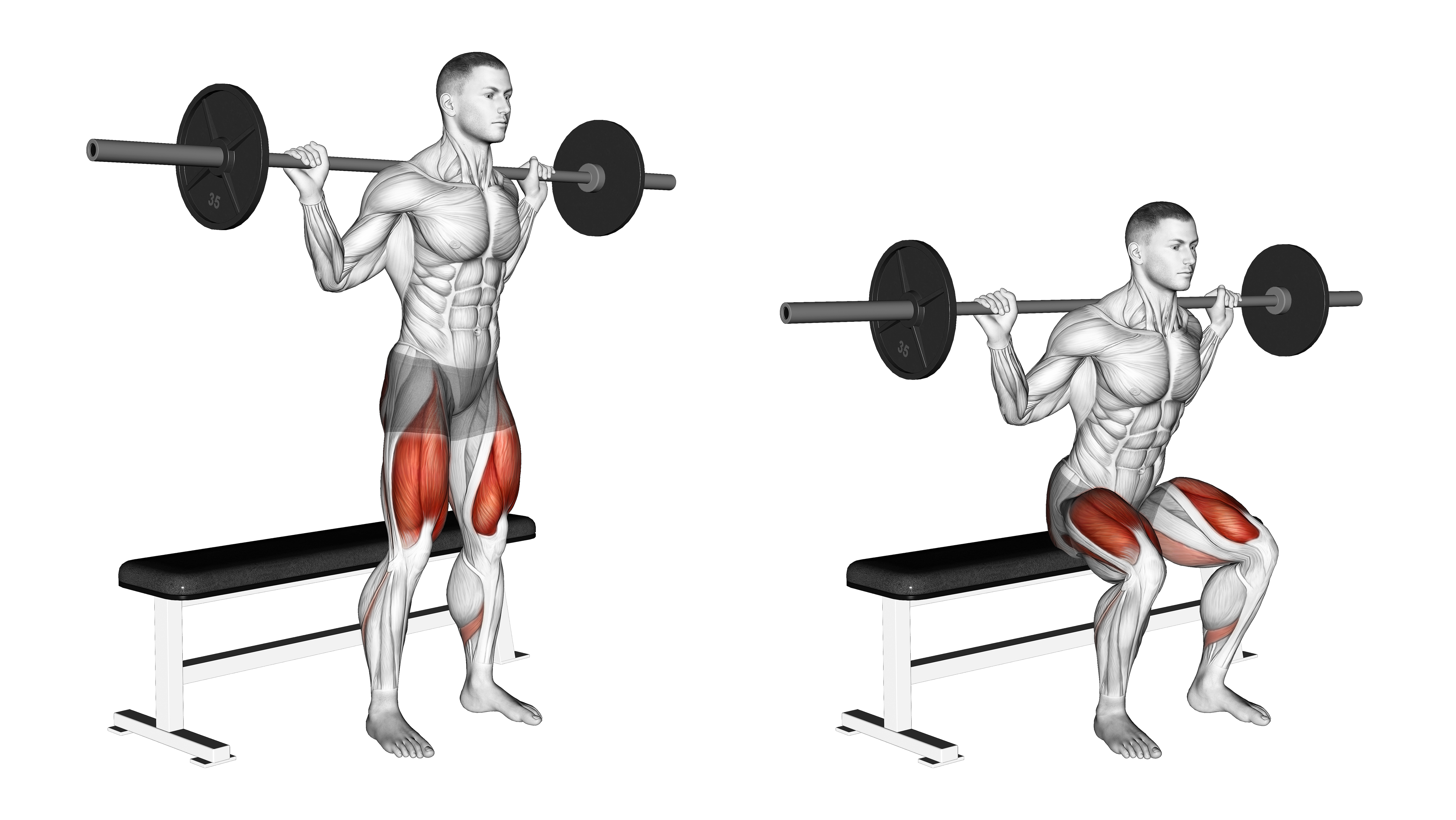 Barbell Bench Squat