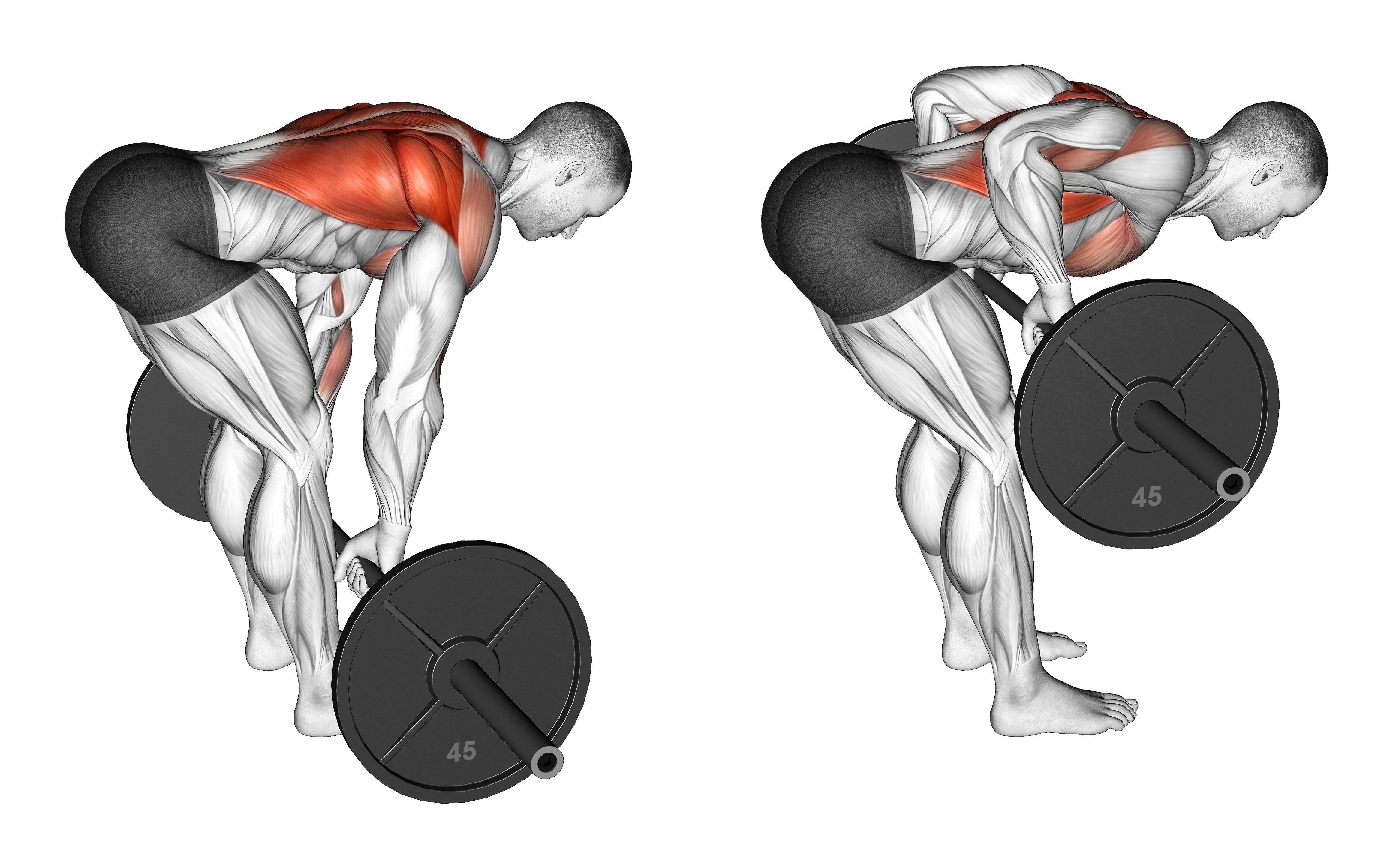 Barbell Bent Over Row