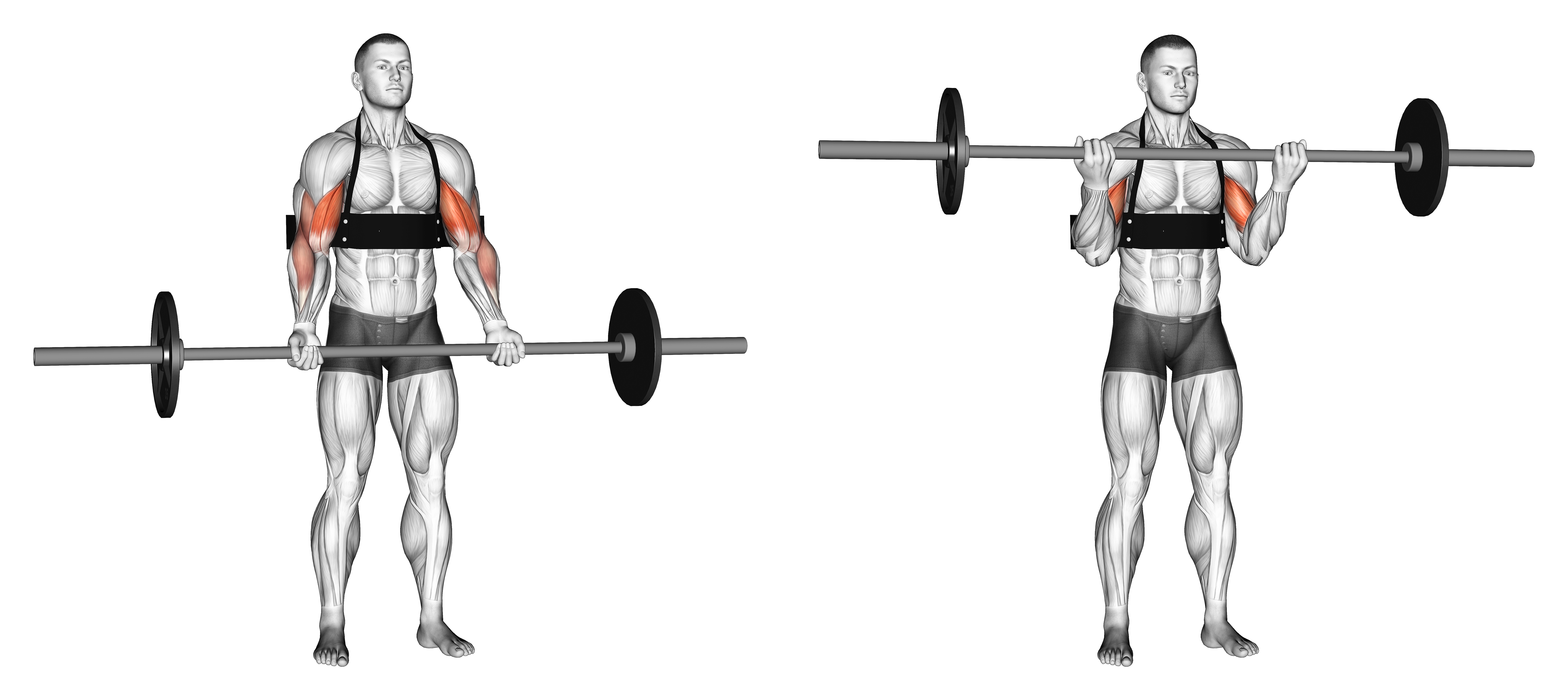 Barbell Biceps Curl (with Arm Blaster)
