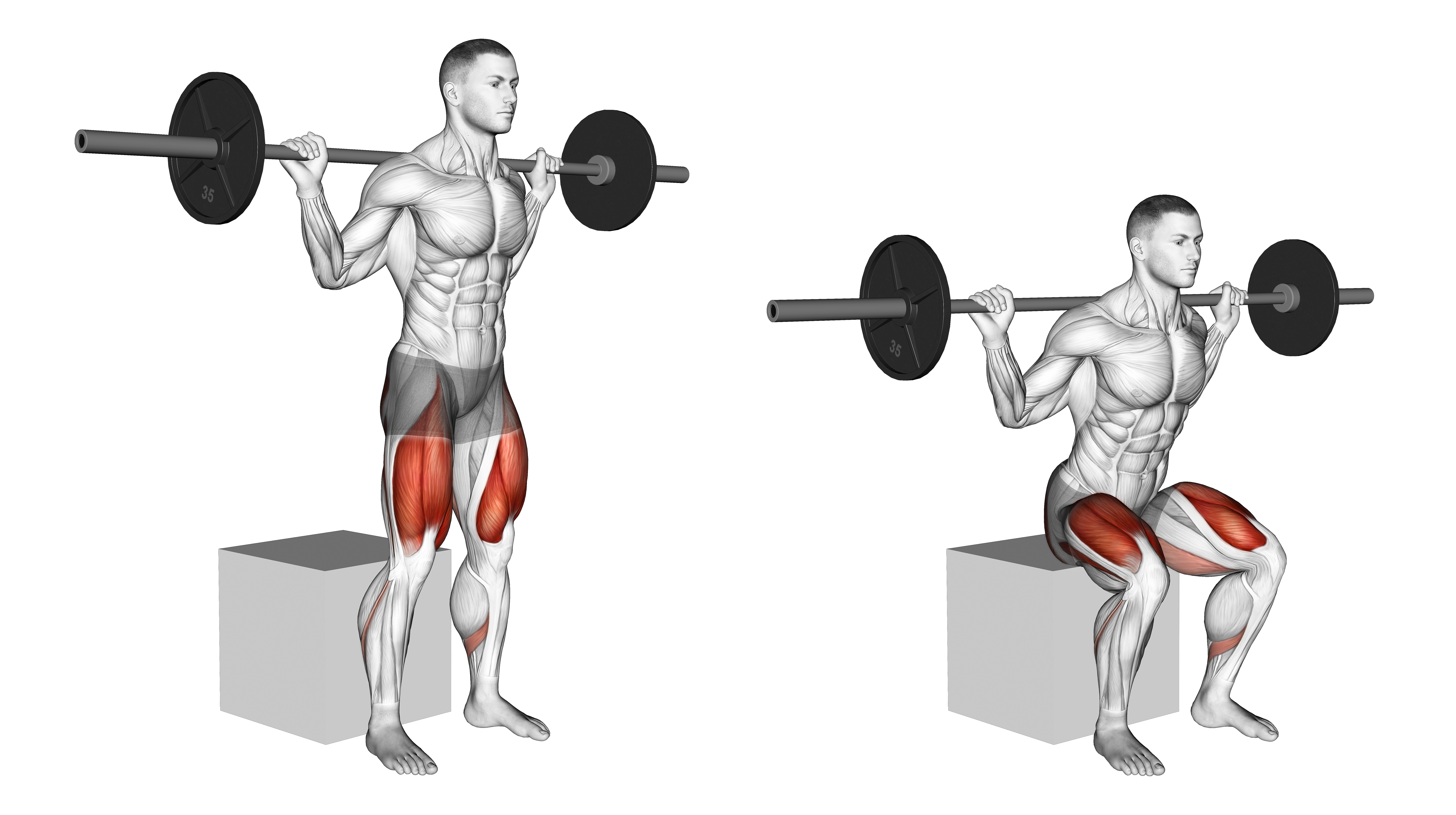 Barbell Box Squat