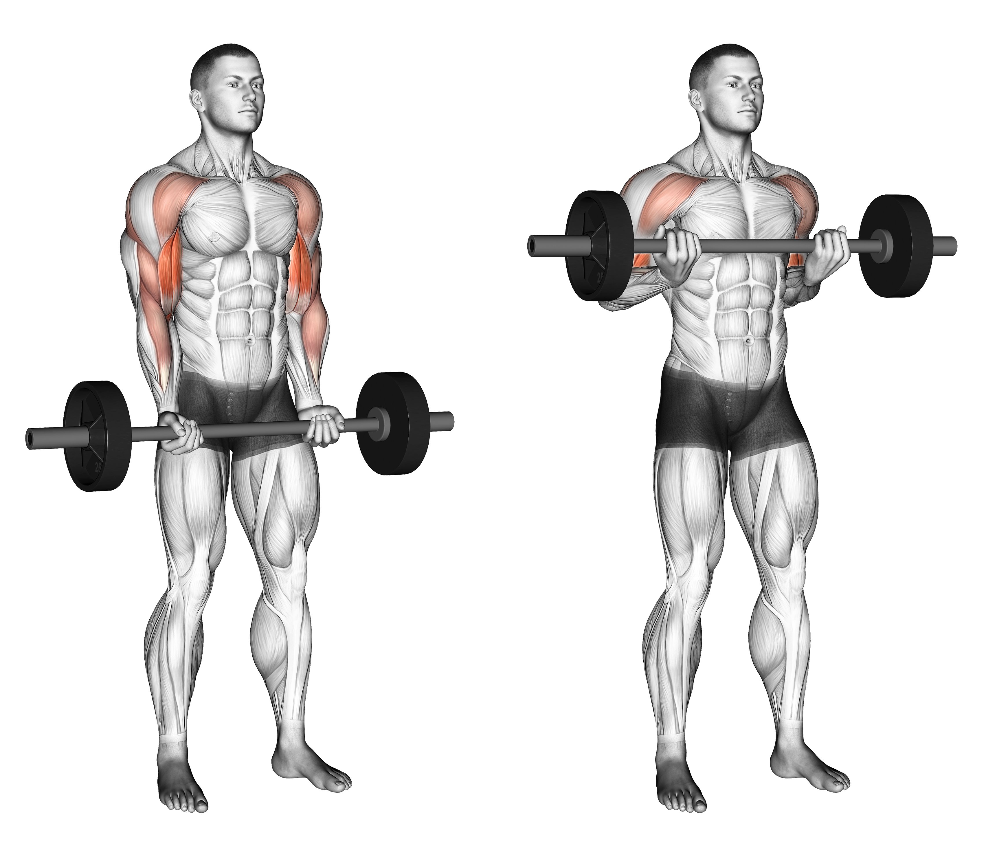 Barbell Drag Curl