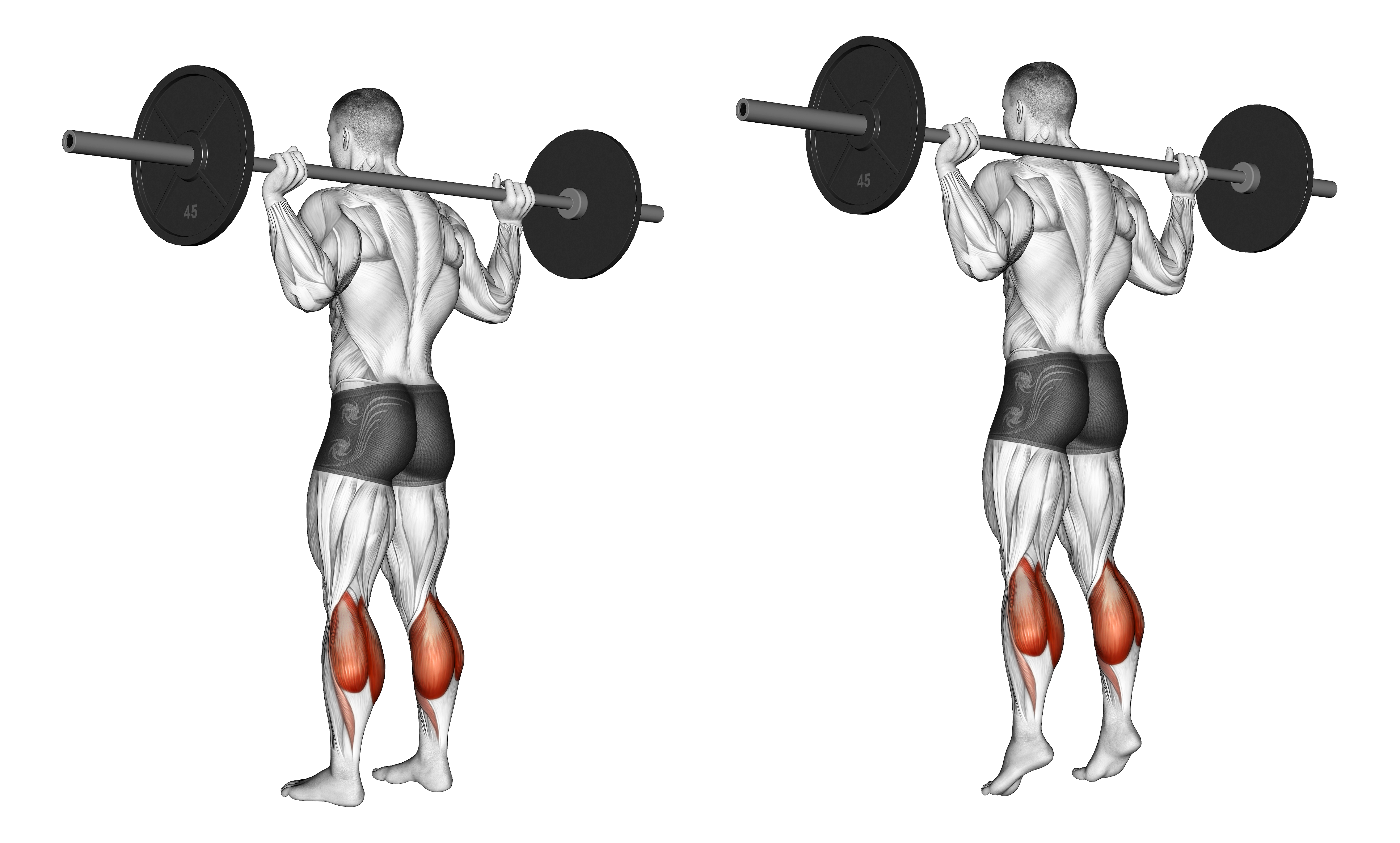 Barbell Floor Calf Raise
