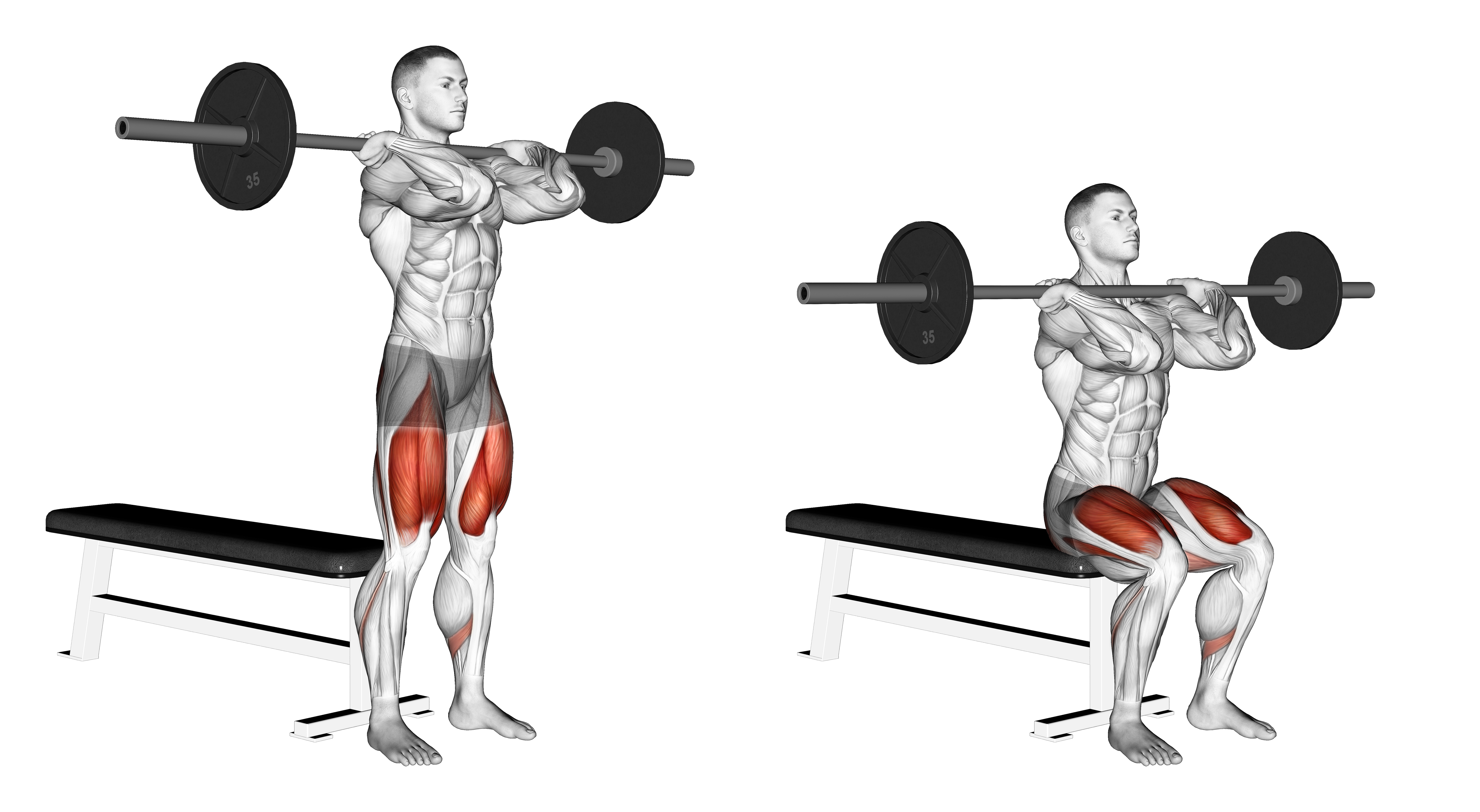 Barbell Front Bench Squat