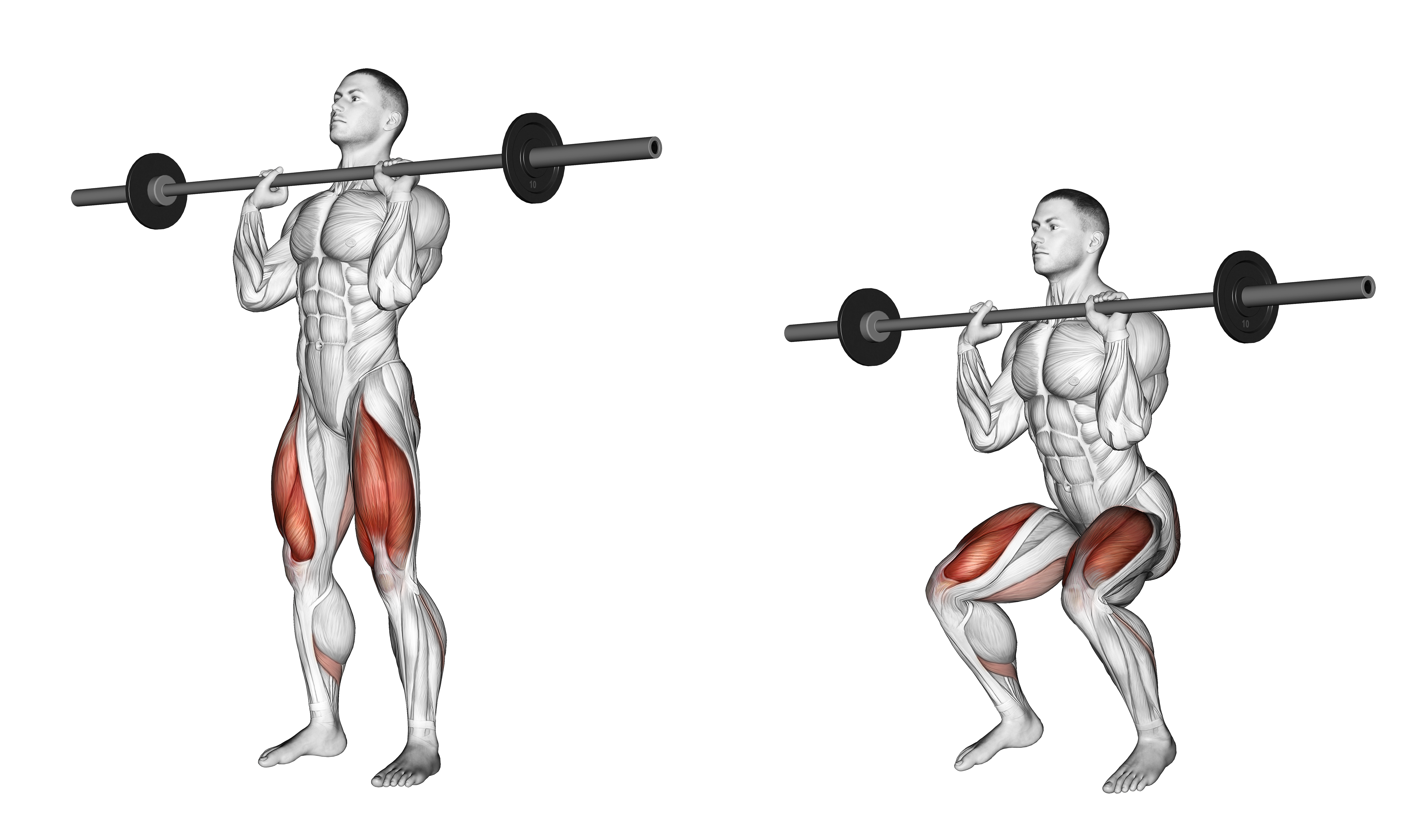 Barbell Front Chest Squat