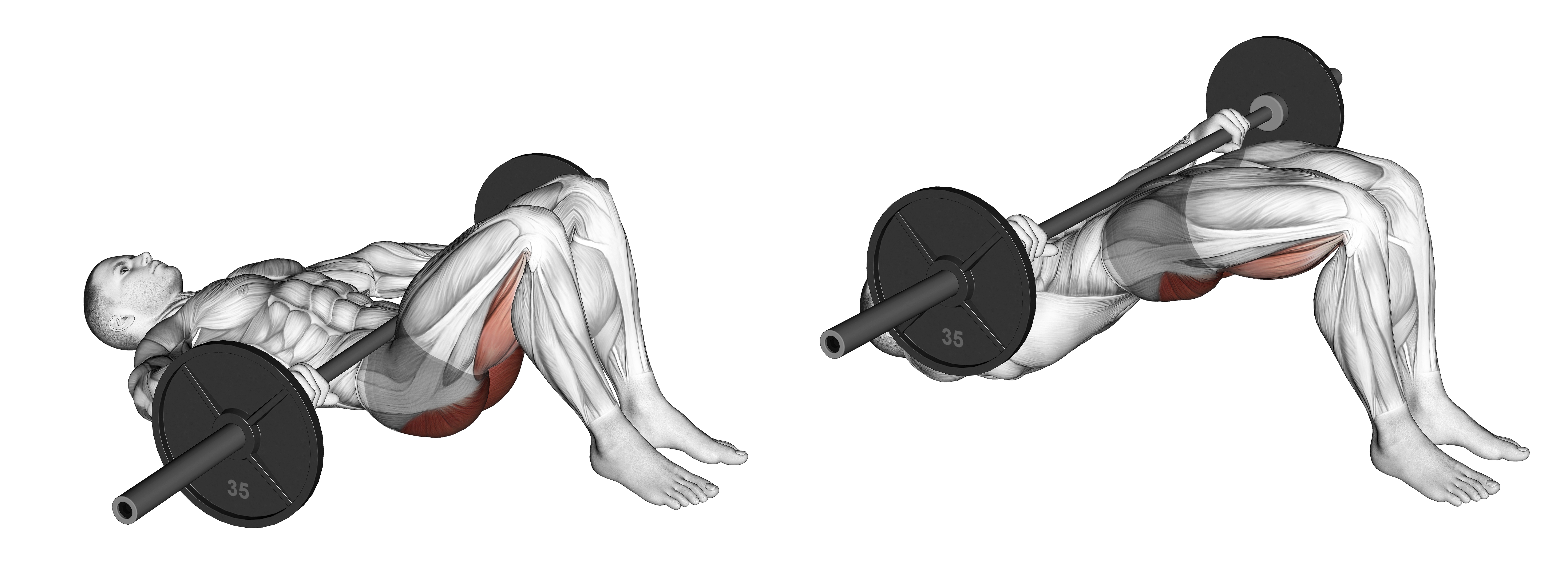 Barbell Glute Bridge (hands On Bar)