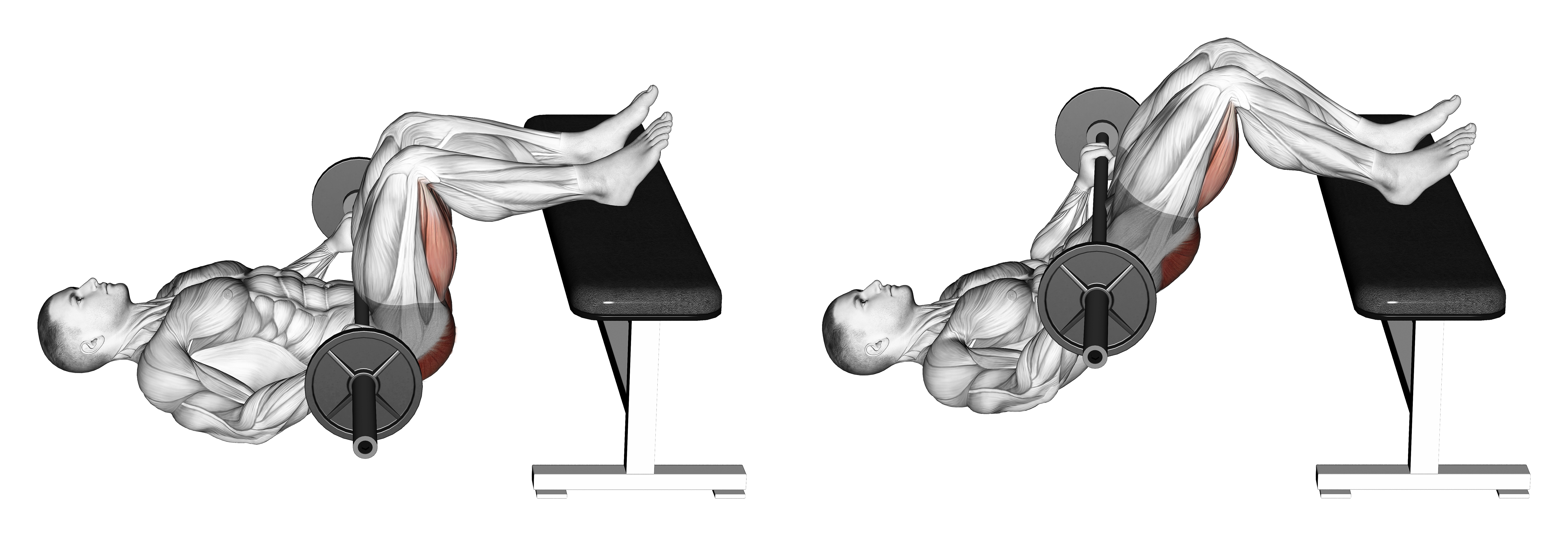 Barbell Glute Bridge Two Legs On Bench
