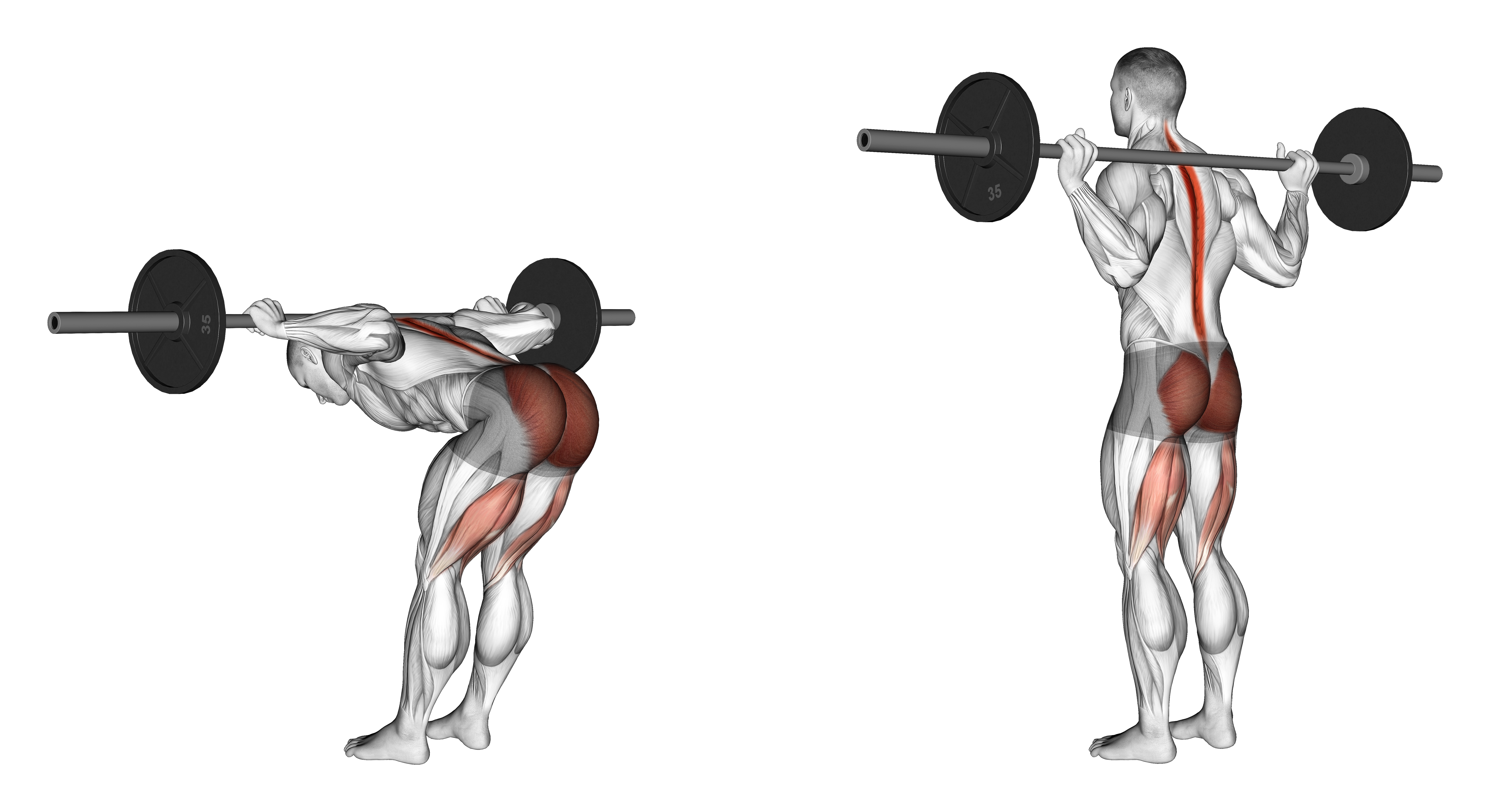 Barbell Good Morning
