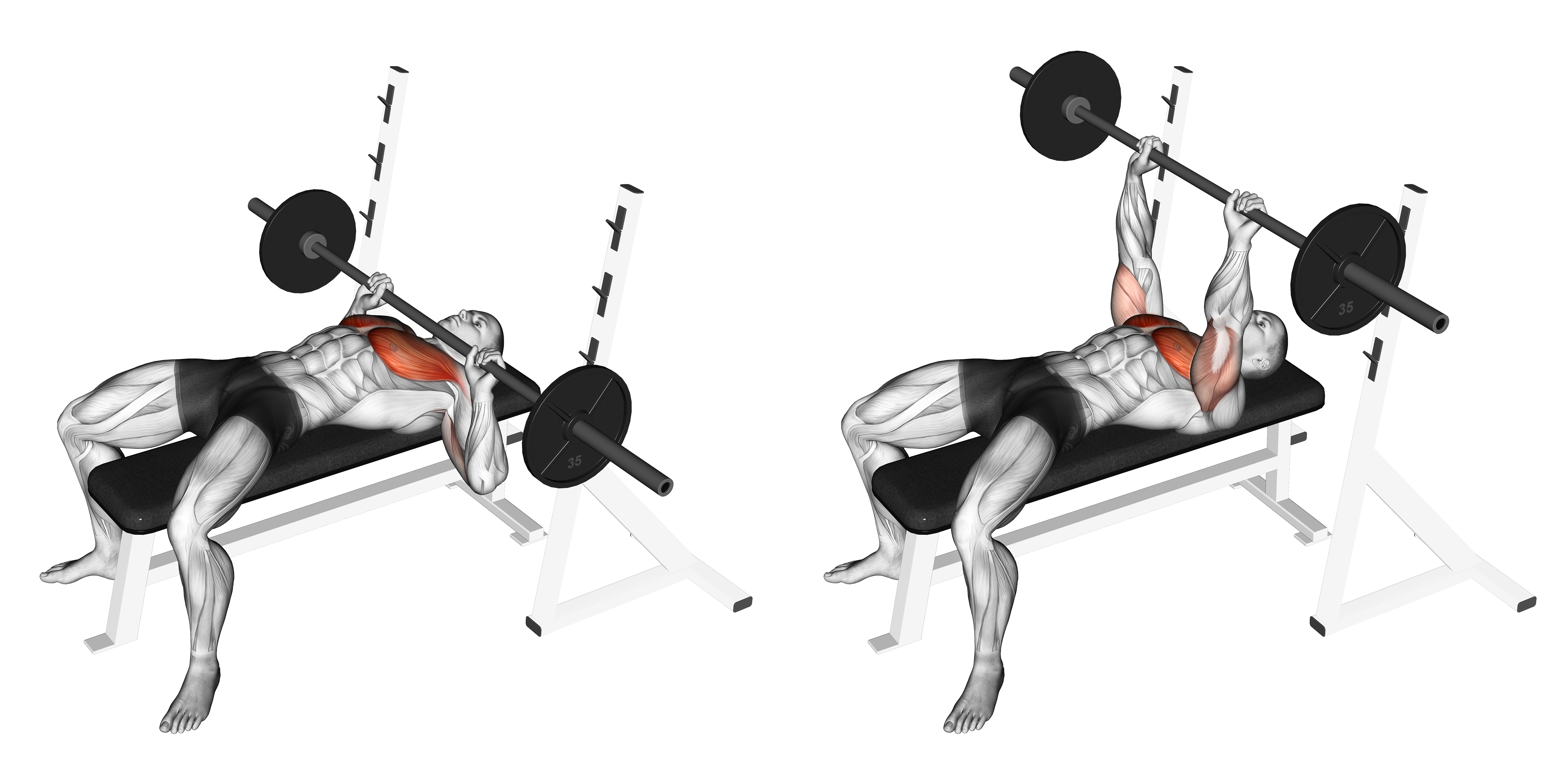 Barbell Guillotine Bench Press