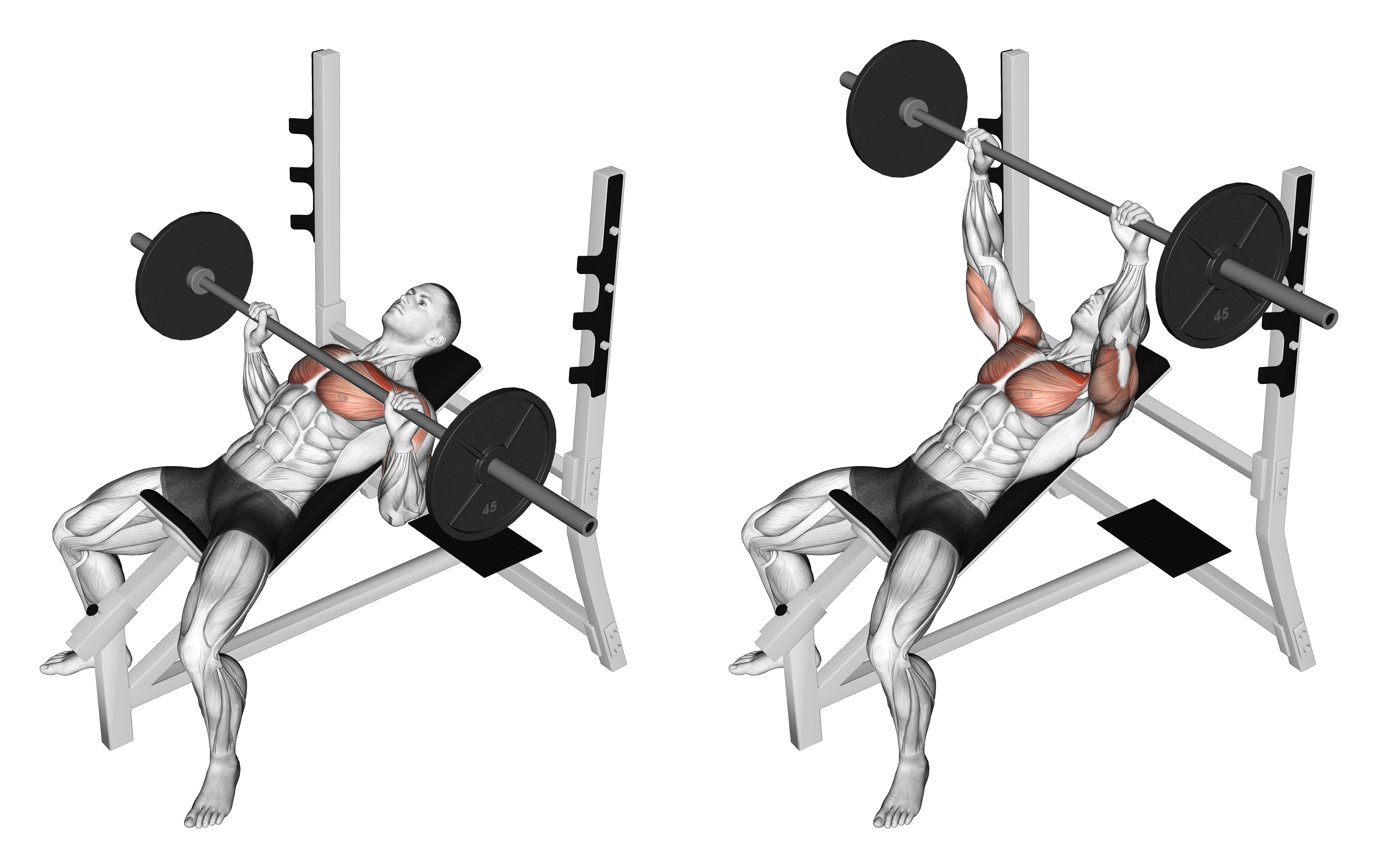 Barbell Incline Bench Press