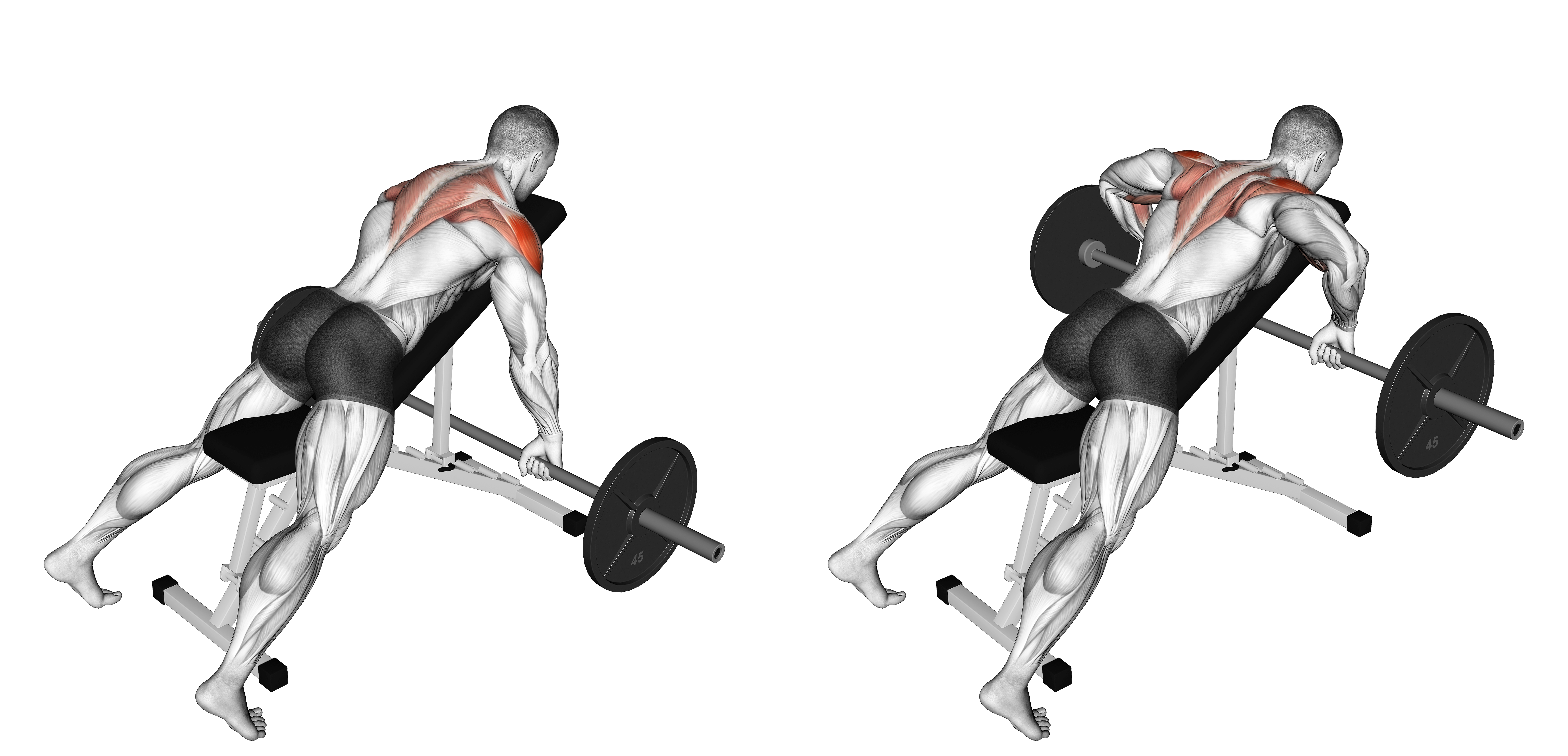 Barbell Incline Rear Delt Row
