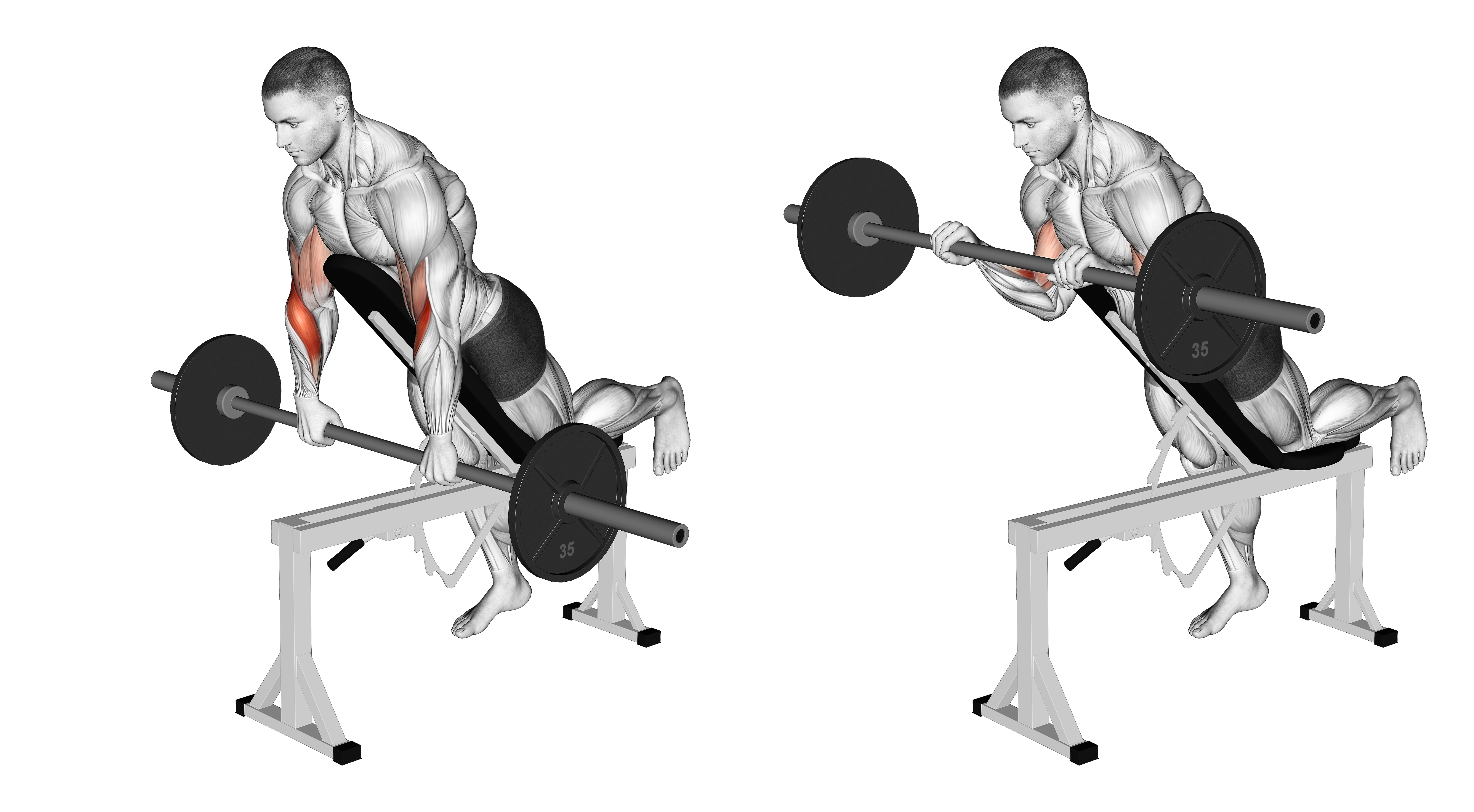 Barbell Incline Reverse Grip Spider Curl With Chest Support