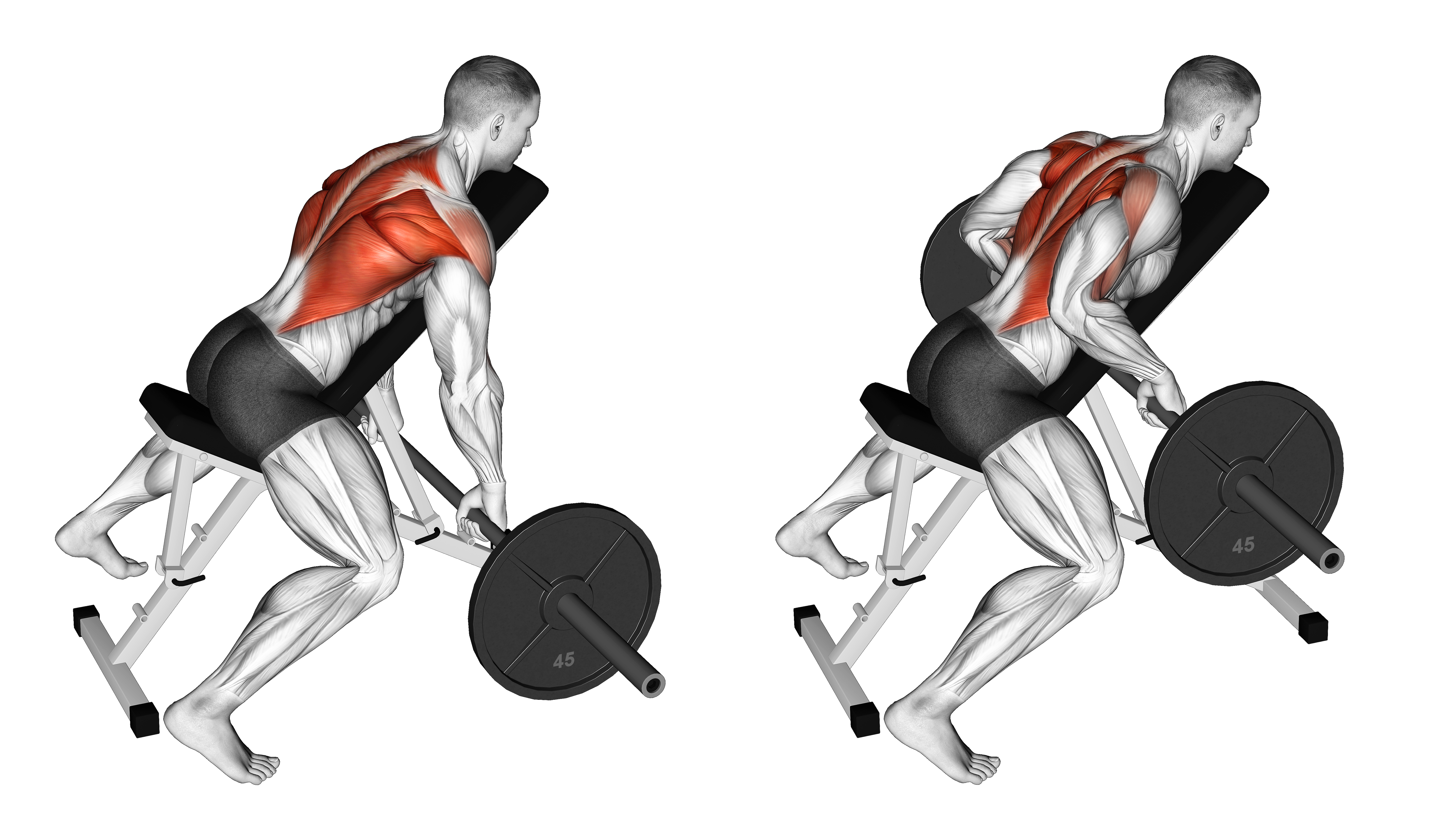 Barbell Incline Row