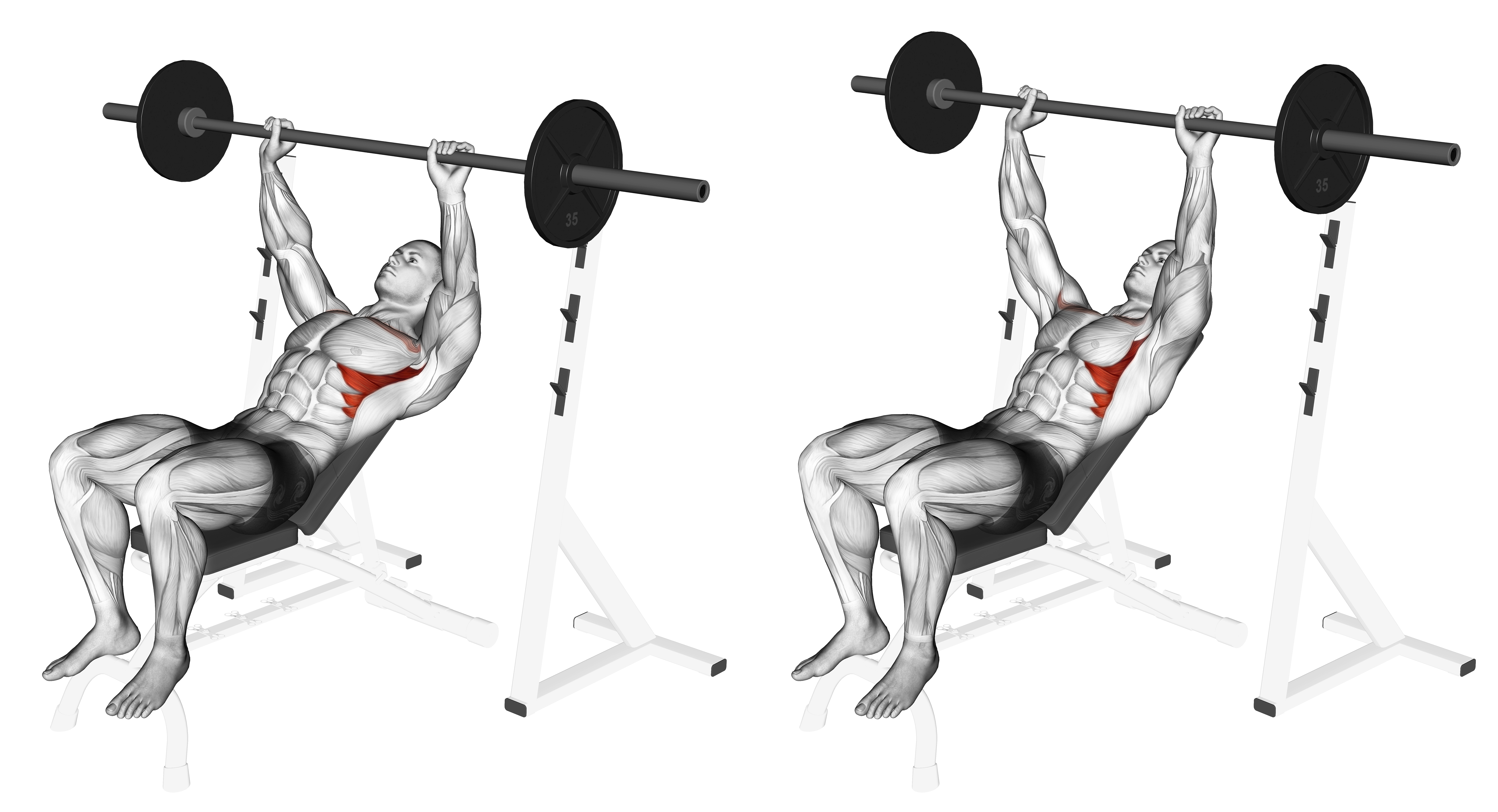 Barbell Incline Shoulder Raise